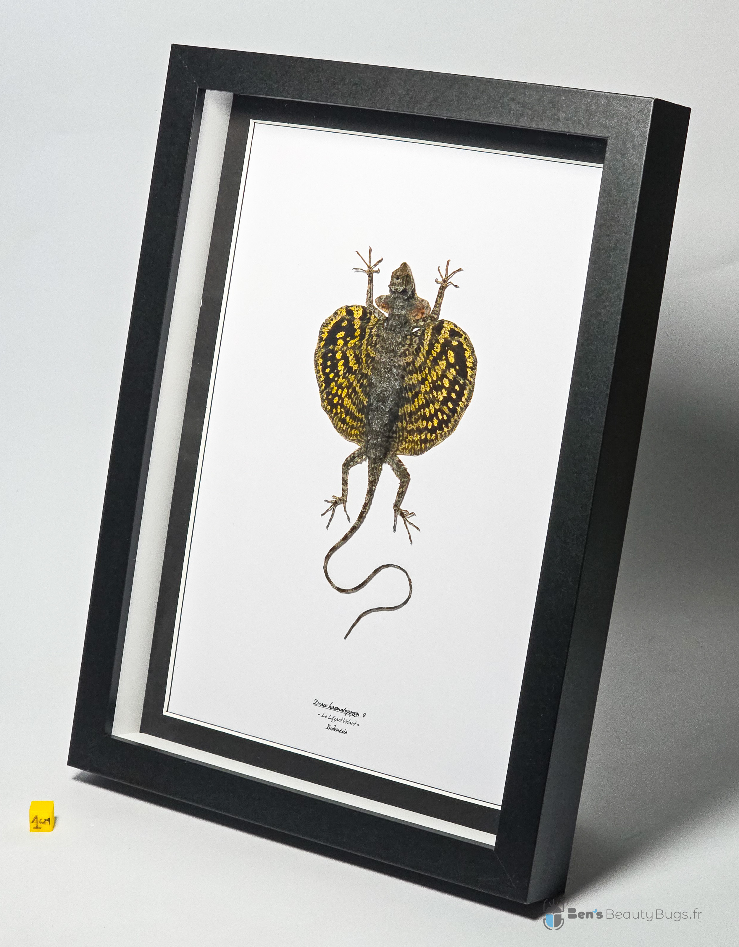 Draco haematopogon (Femelle)