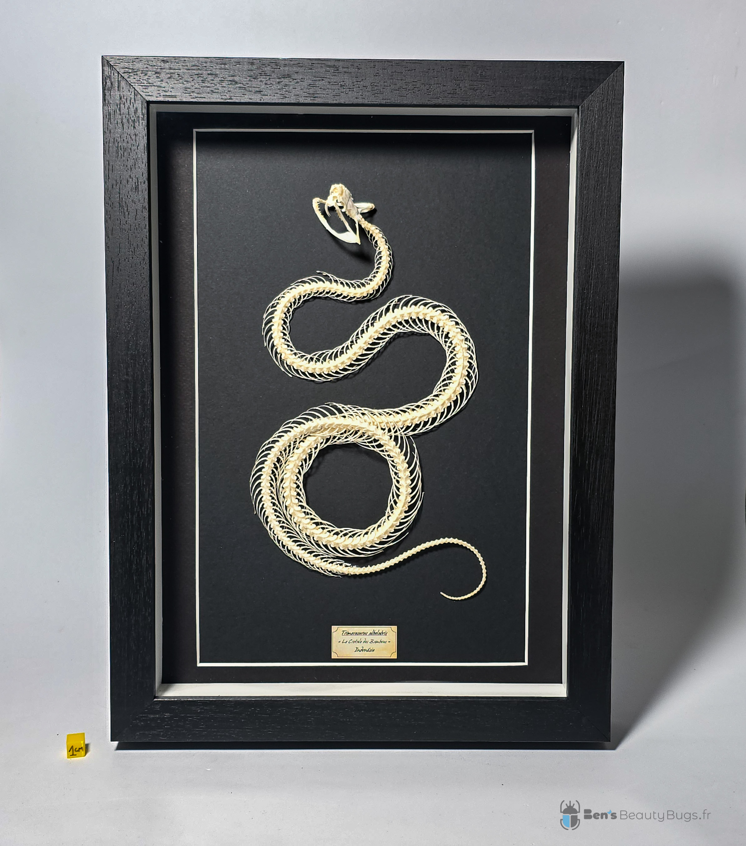 Trimeresurus albolabris (rolling)
