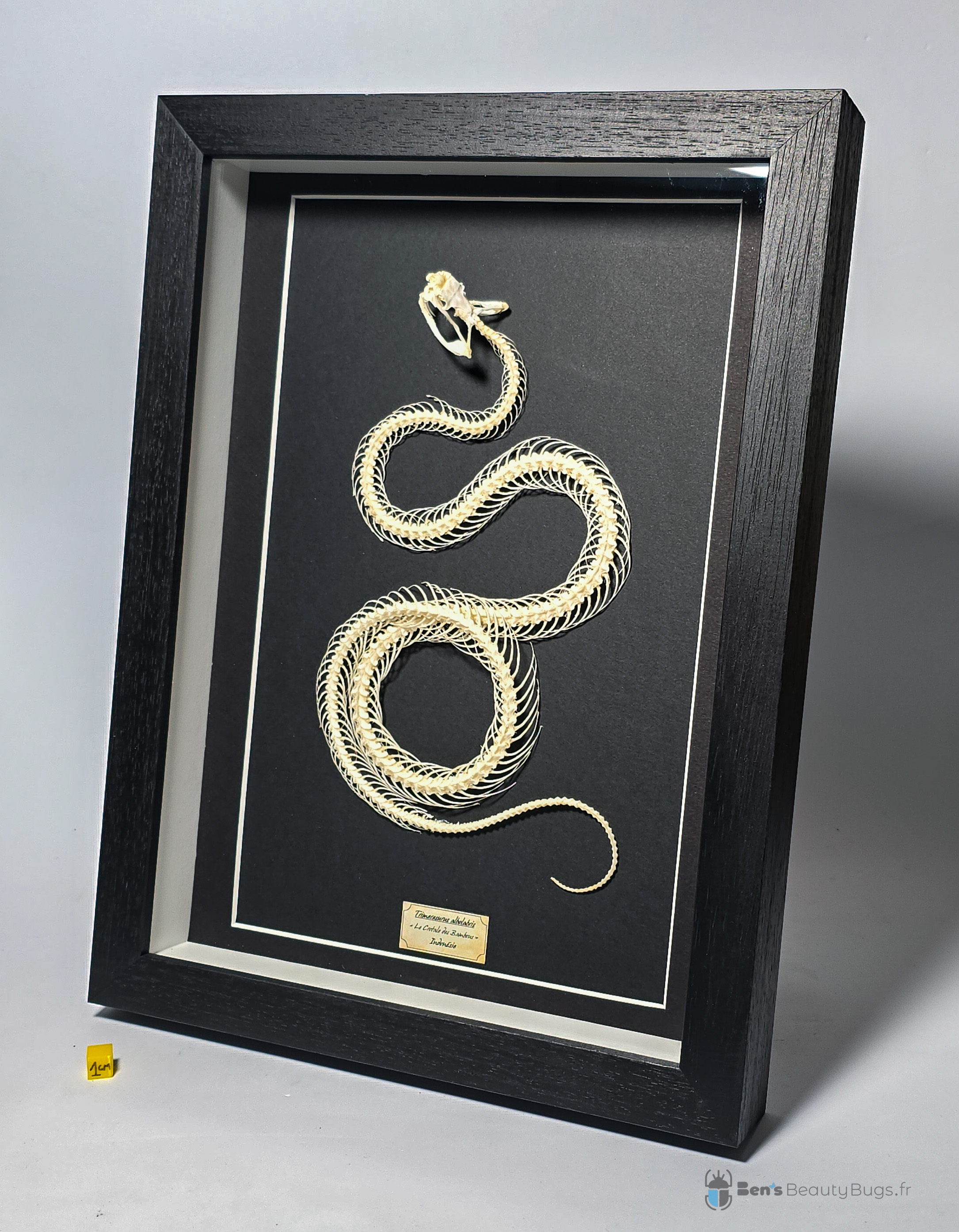 Trimeresurus albolabris (rolling)