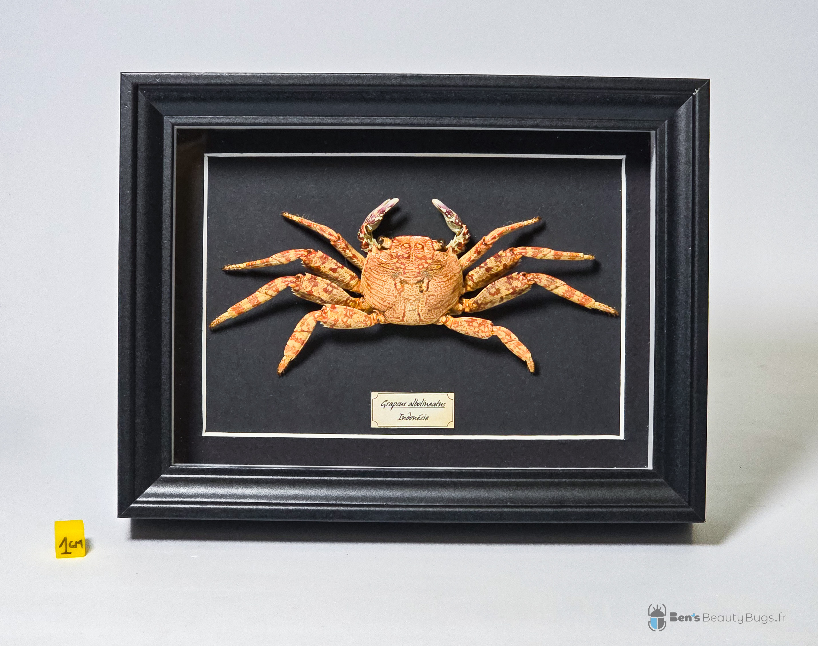 Grapsus albolineatus