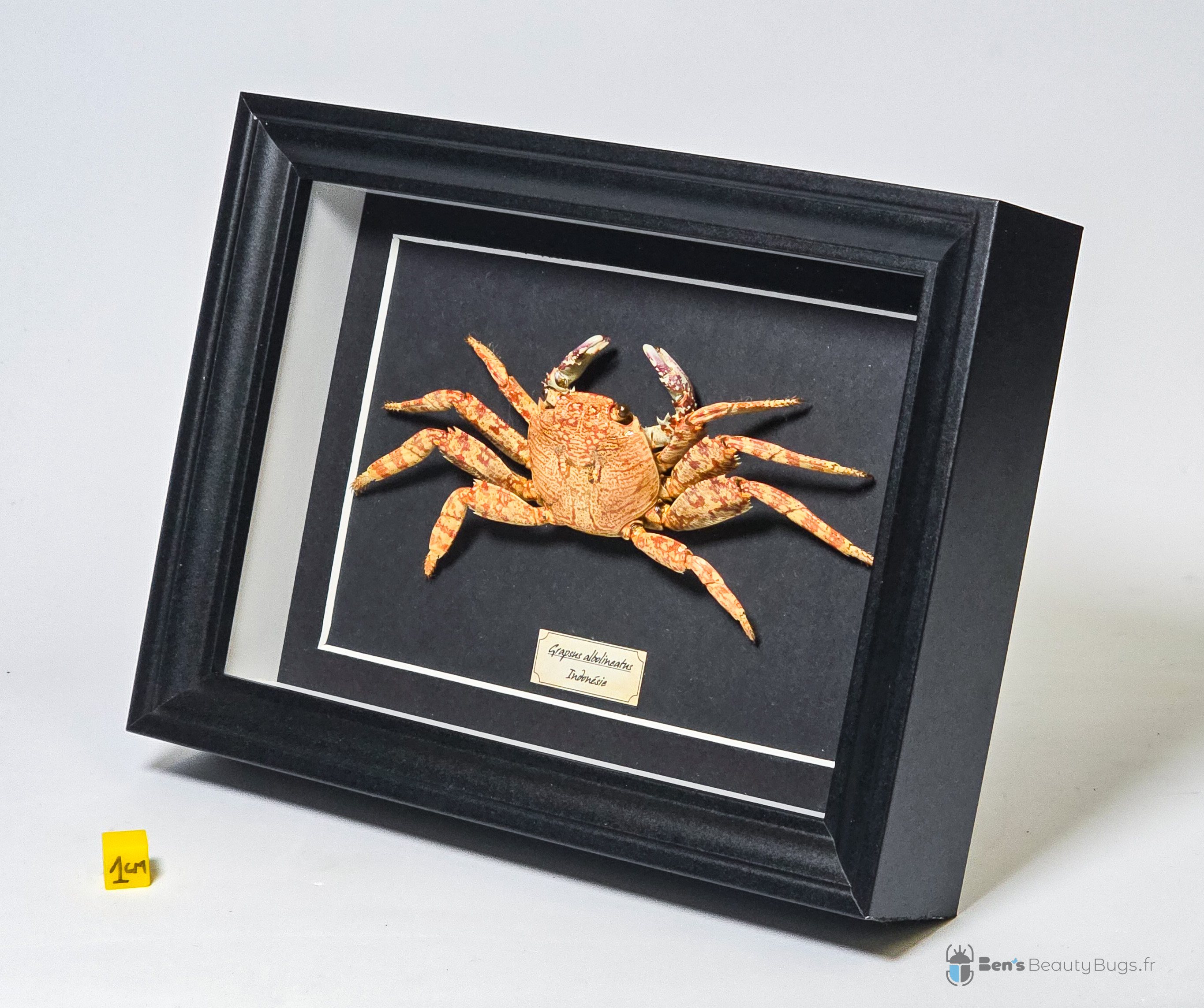 Grapsus albolineatus