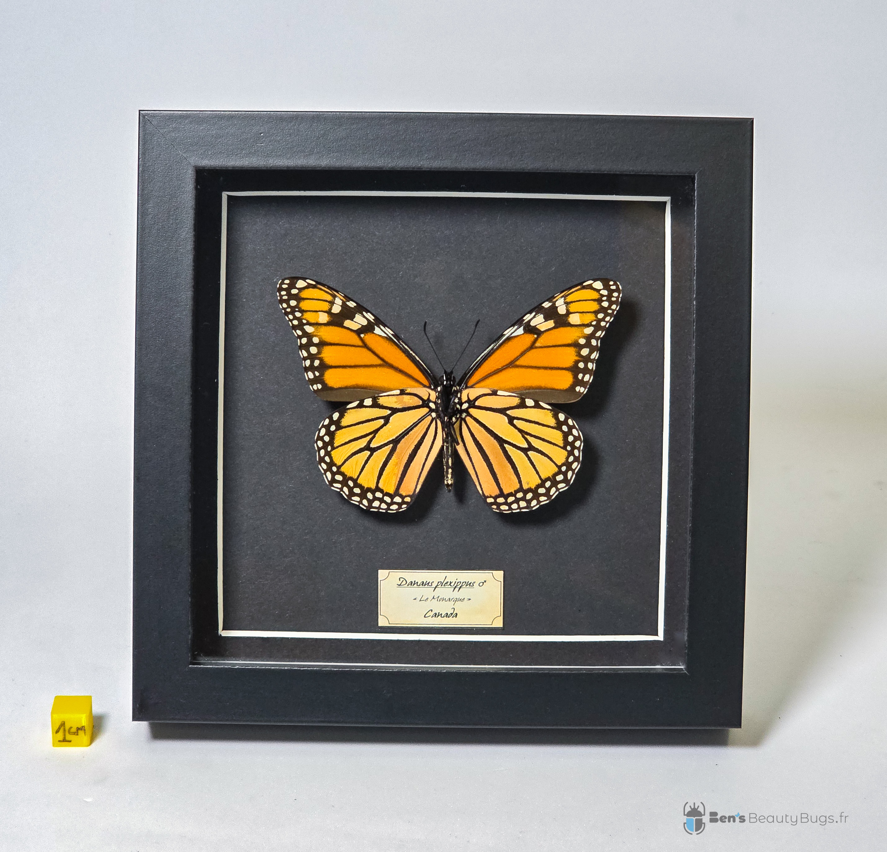 Danaus plexippus