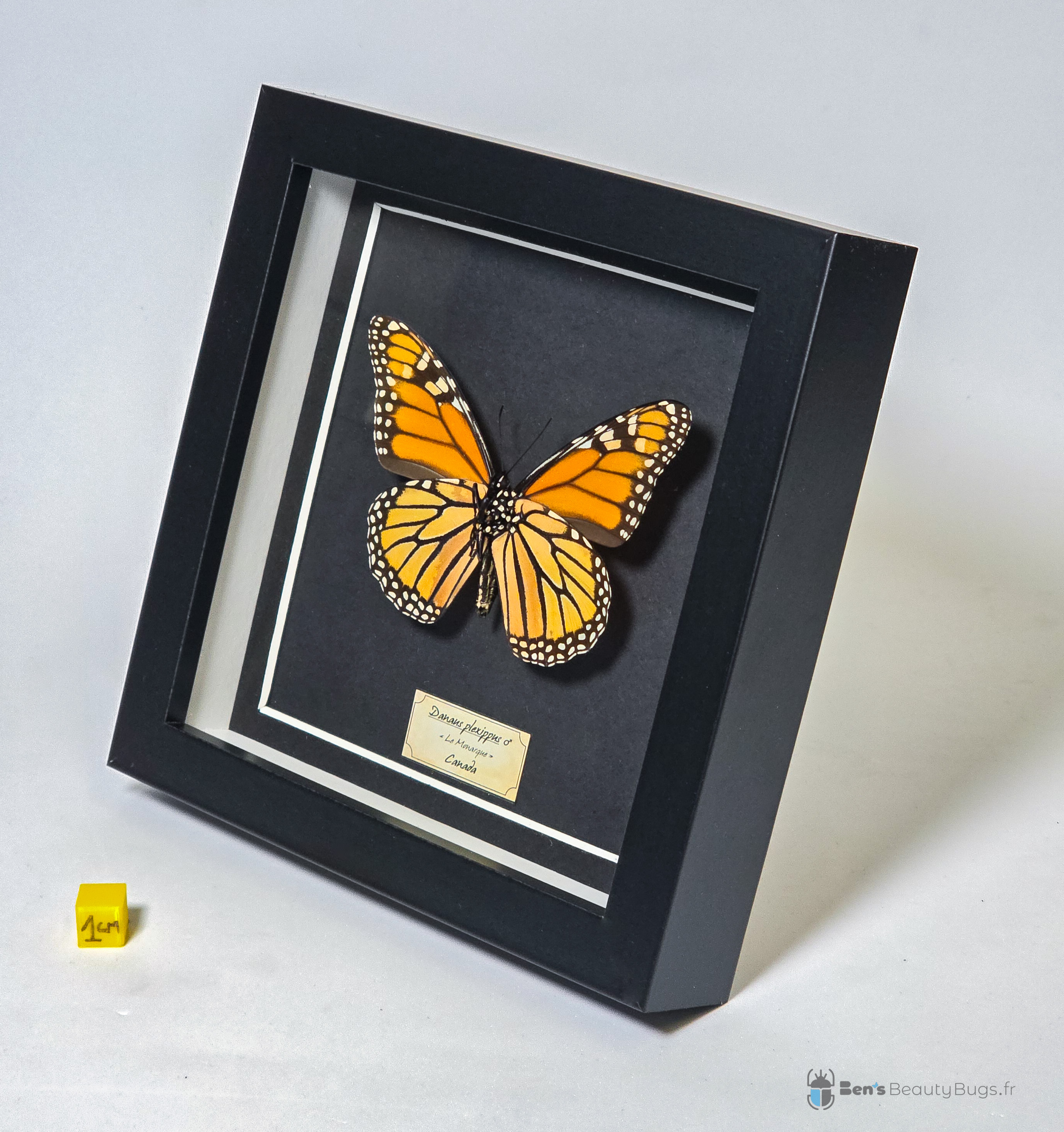 Danaus plexippus