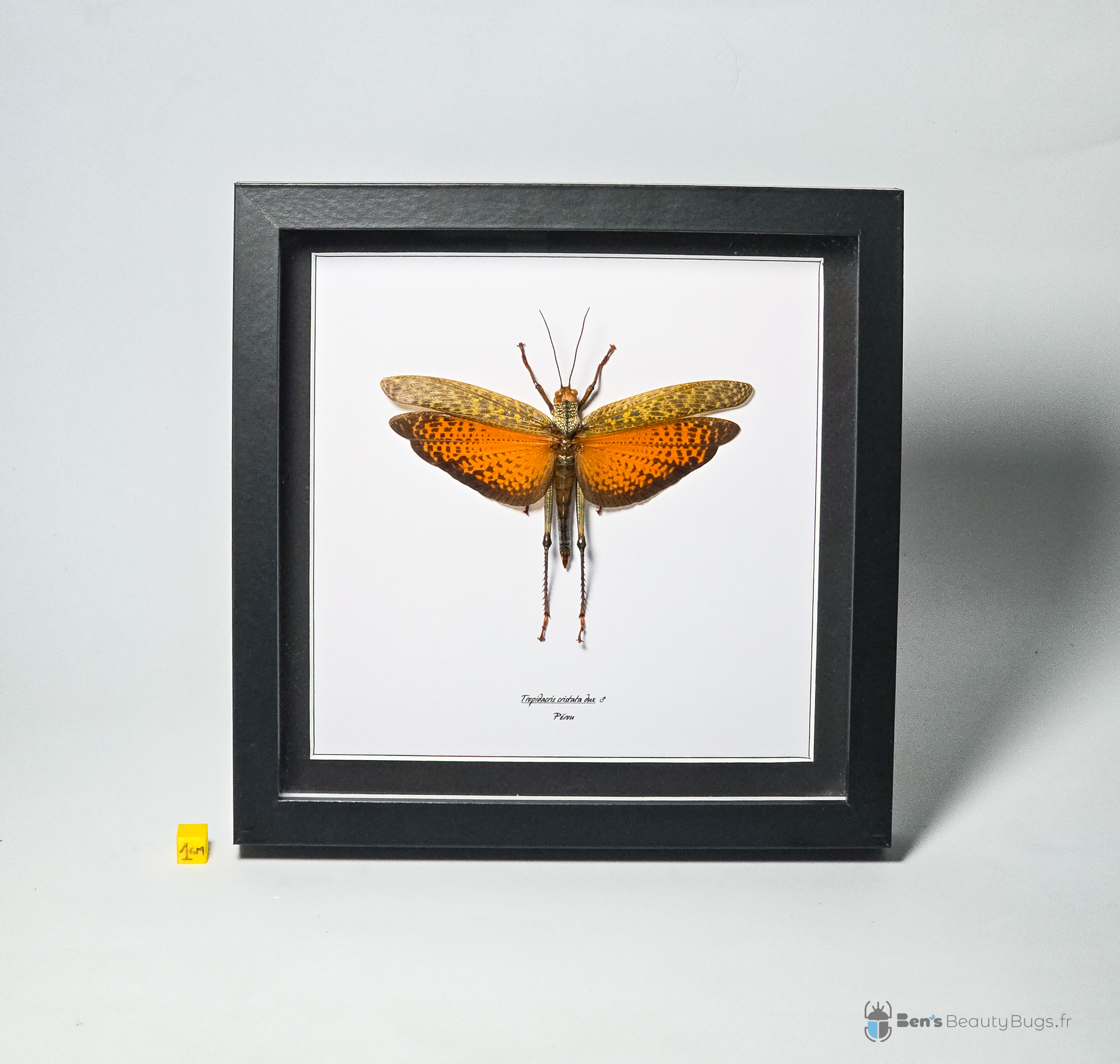 Tropidacris cristata dux