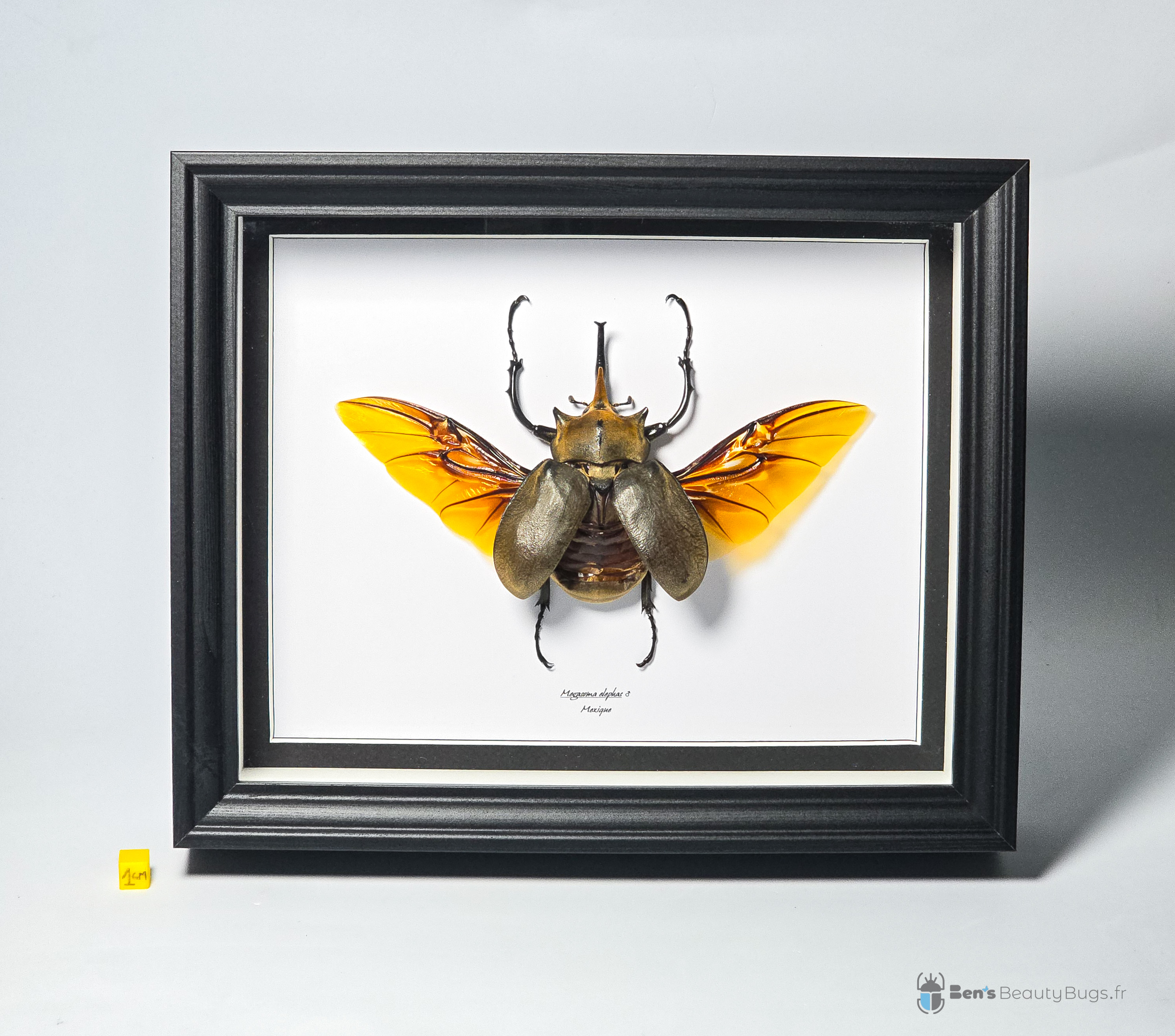 Megasoma elephas