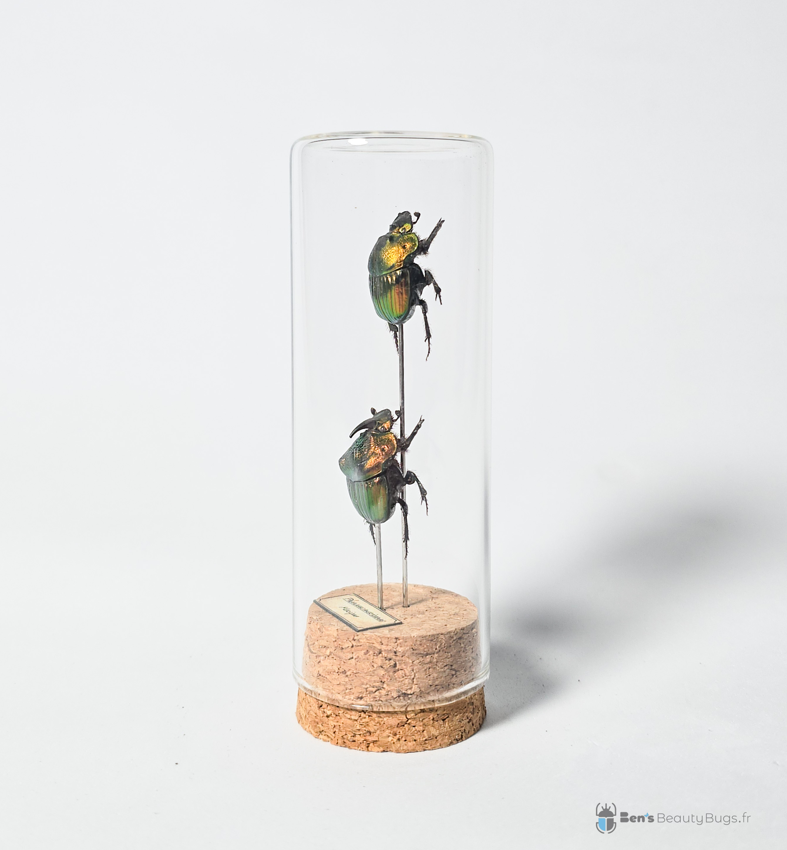 Phanaeus mexicanus (couple)