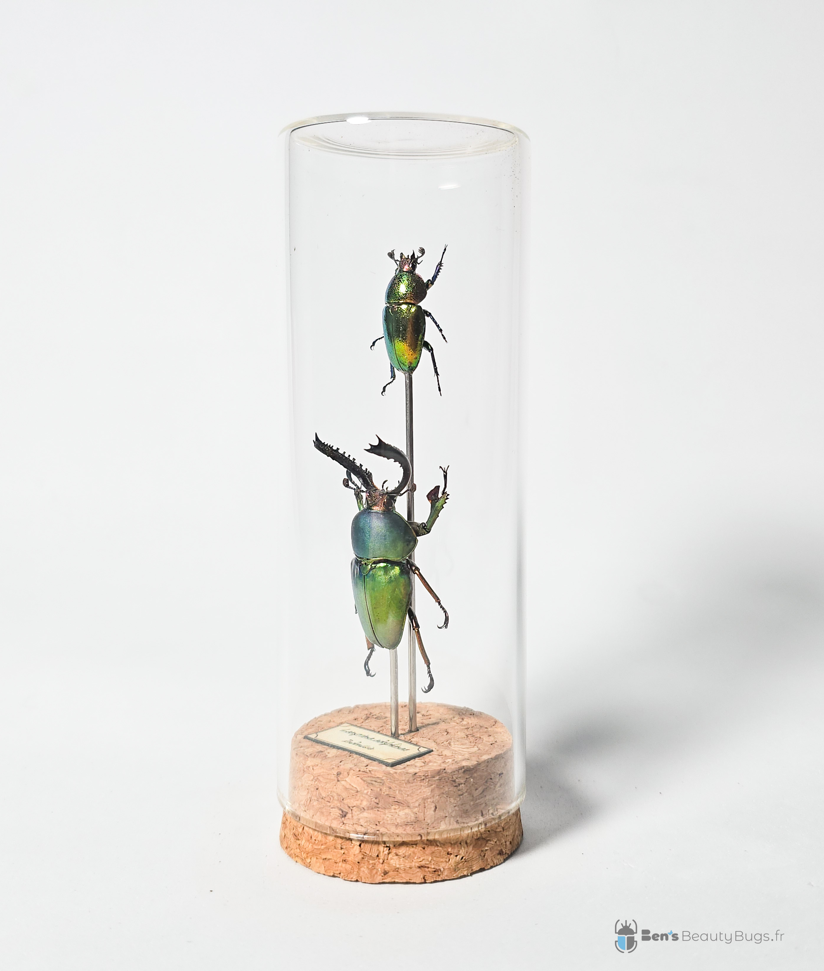 Lamprima adolphinae (couple)