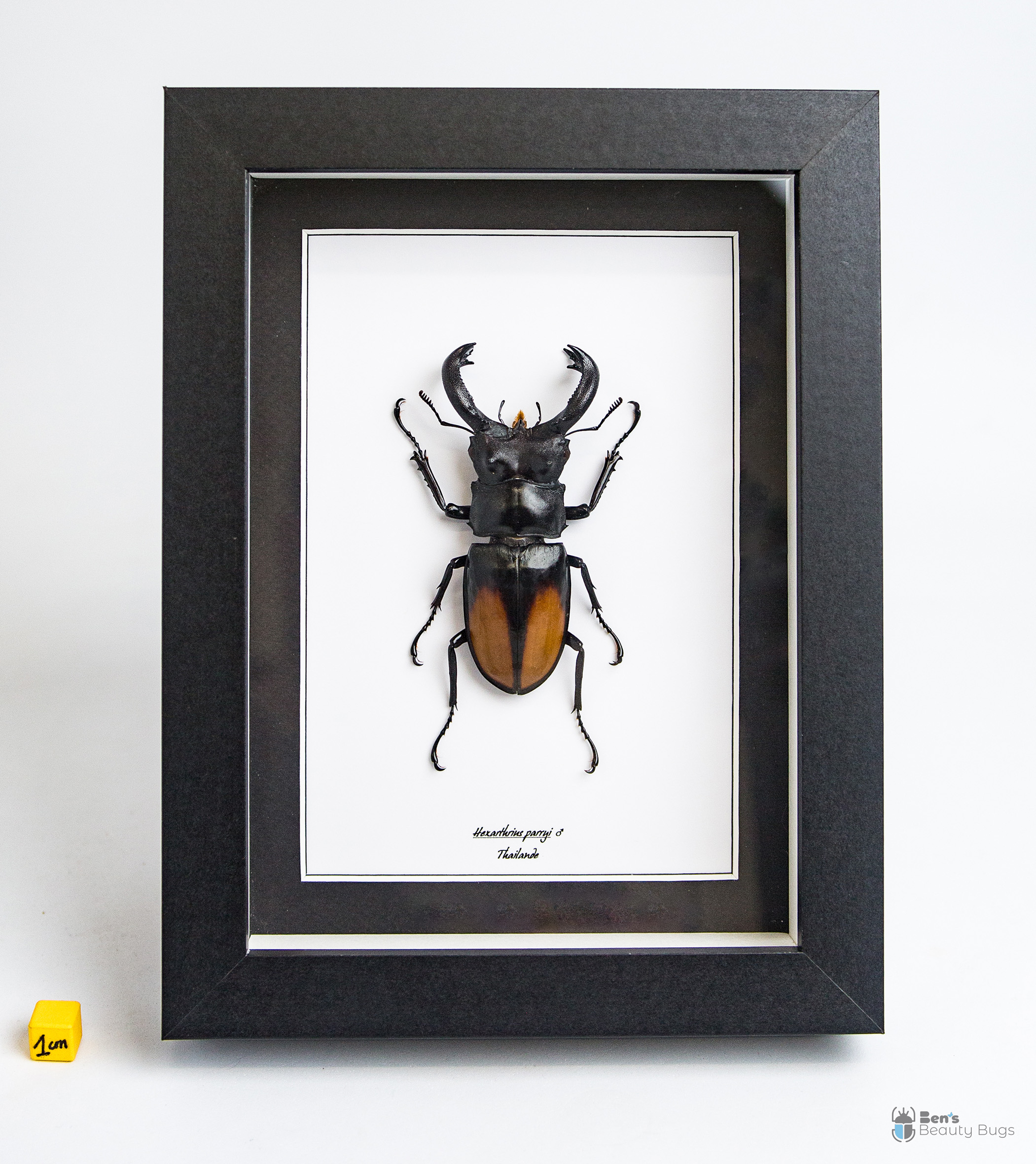 Hexarthrius parryi paradoxus