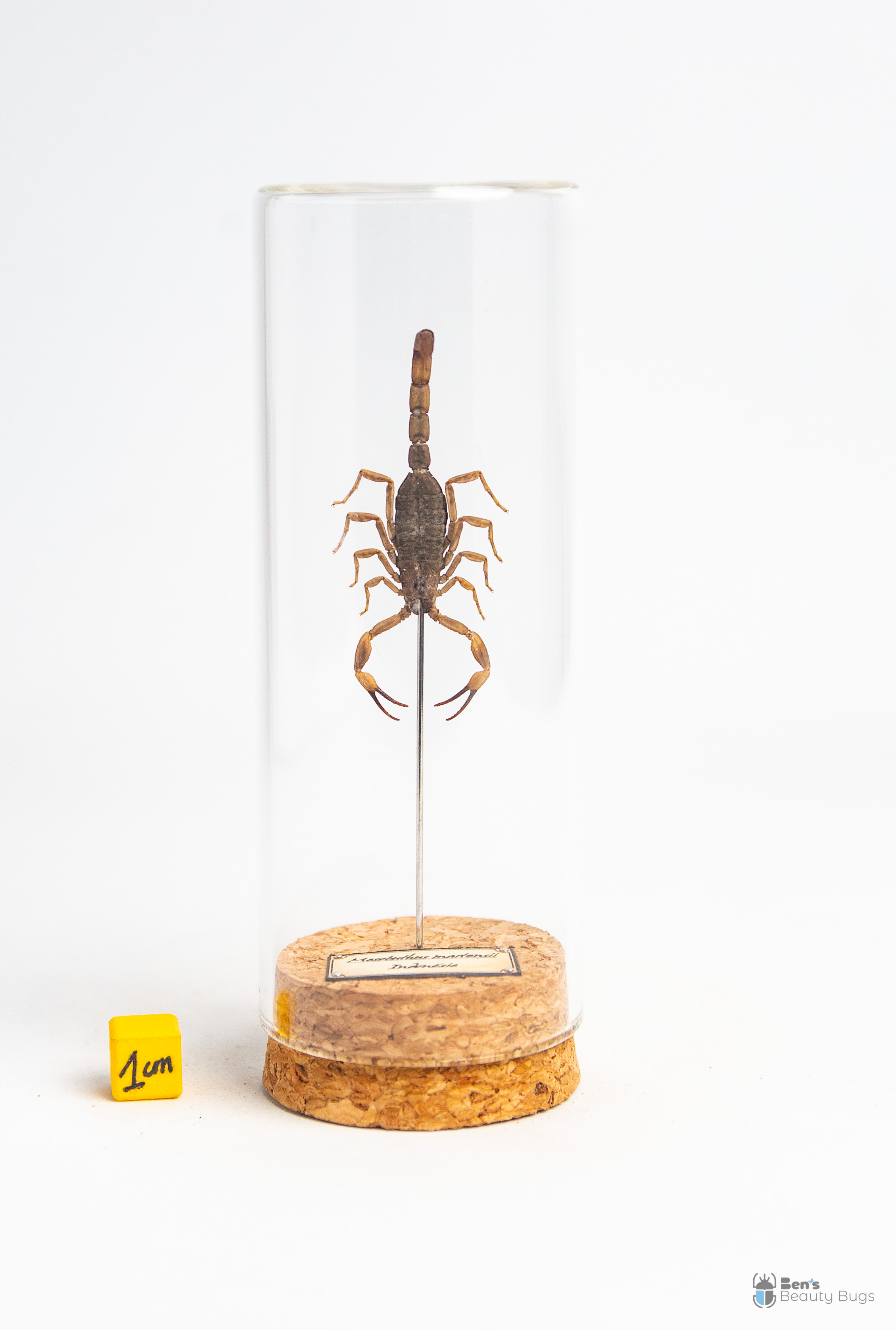 Mesobuthus martensii