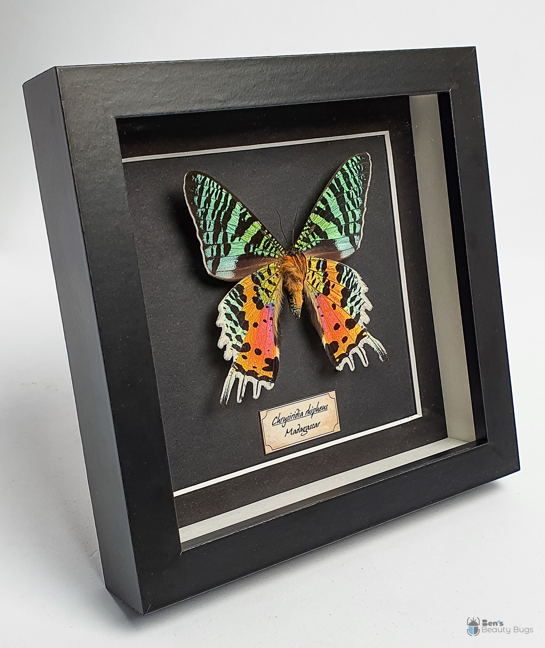 Chrysiridia rhipheus