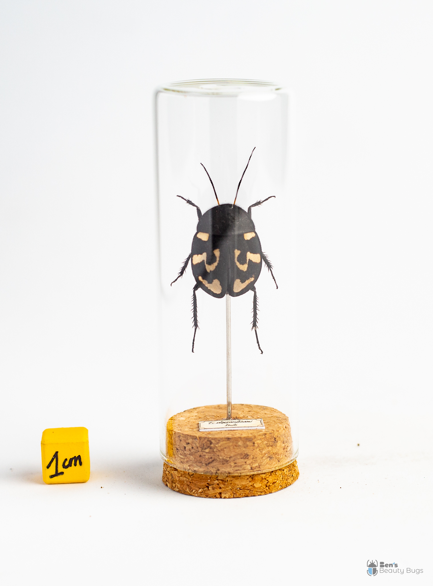 Therea olegrandjeani