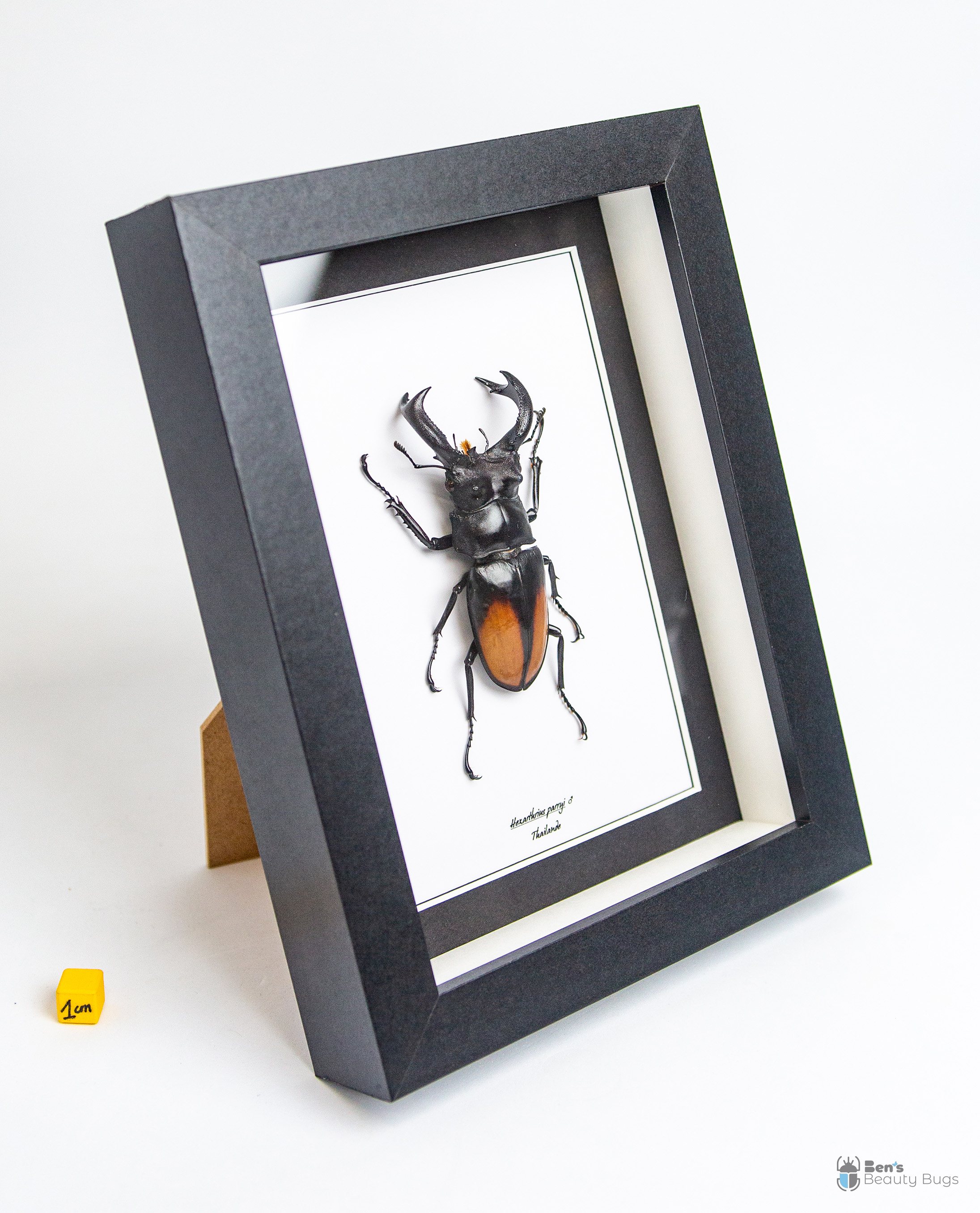 Hexarthrius parryi paradoxus