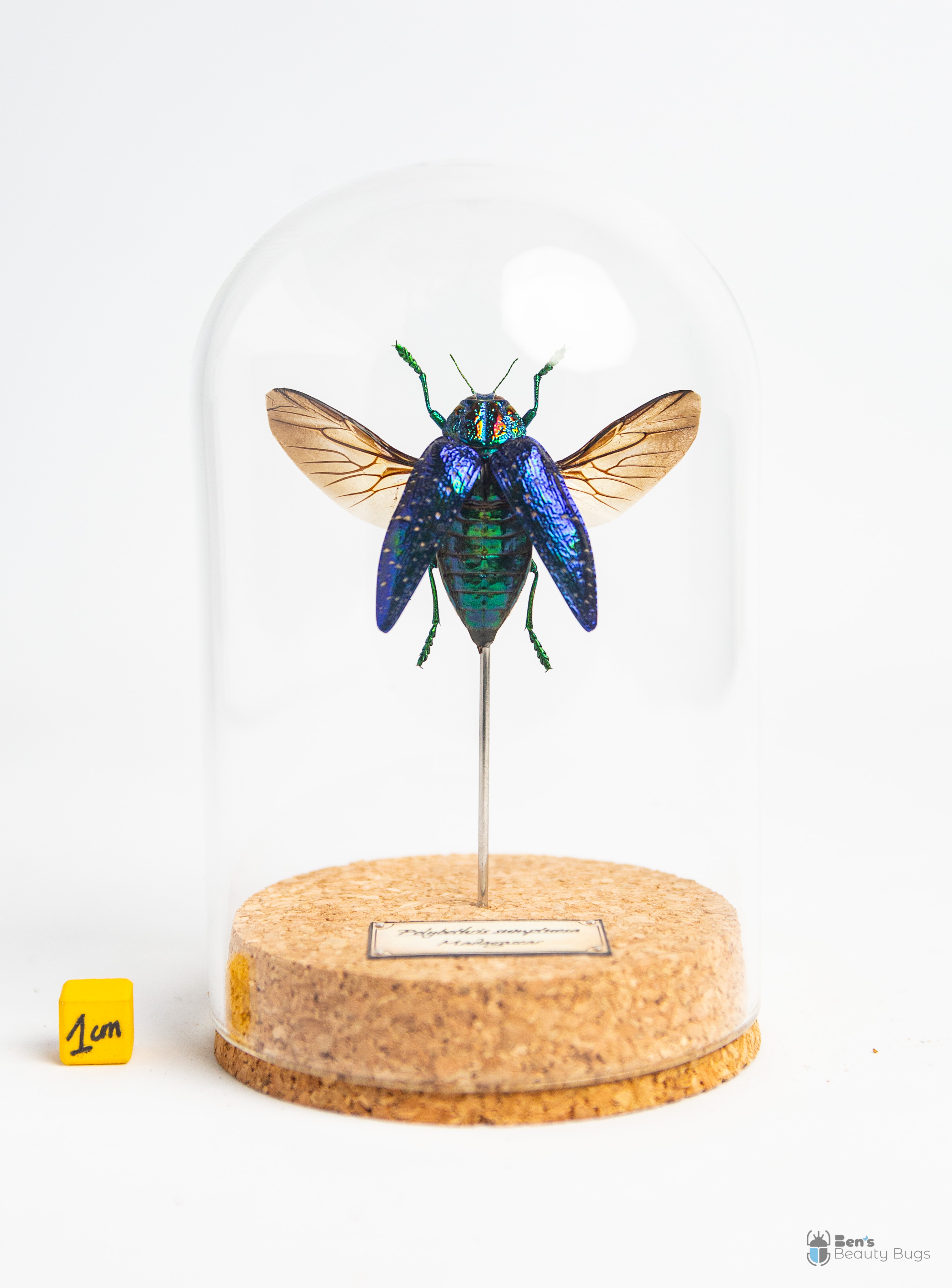 Polybothris sumptuosa gema