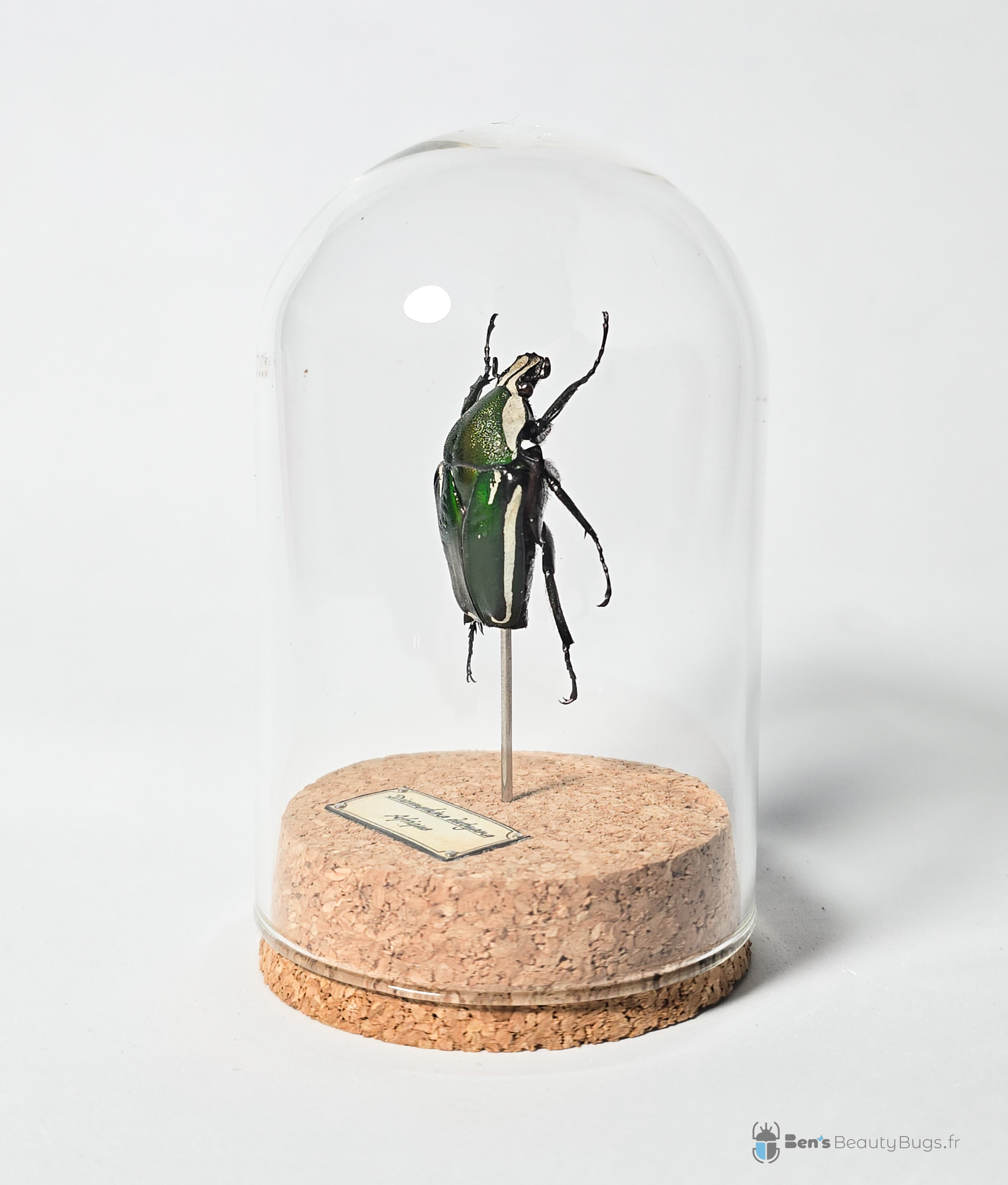 Dicronorhina derbyana layardi