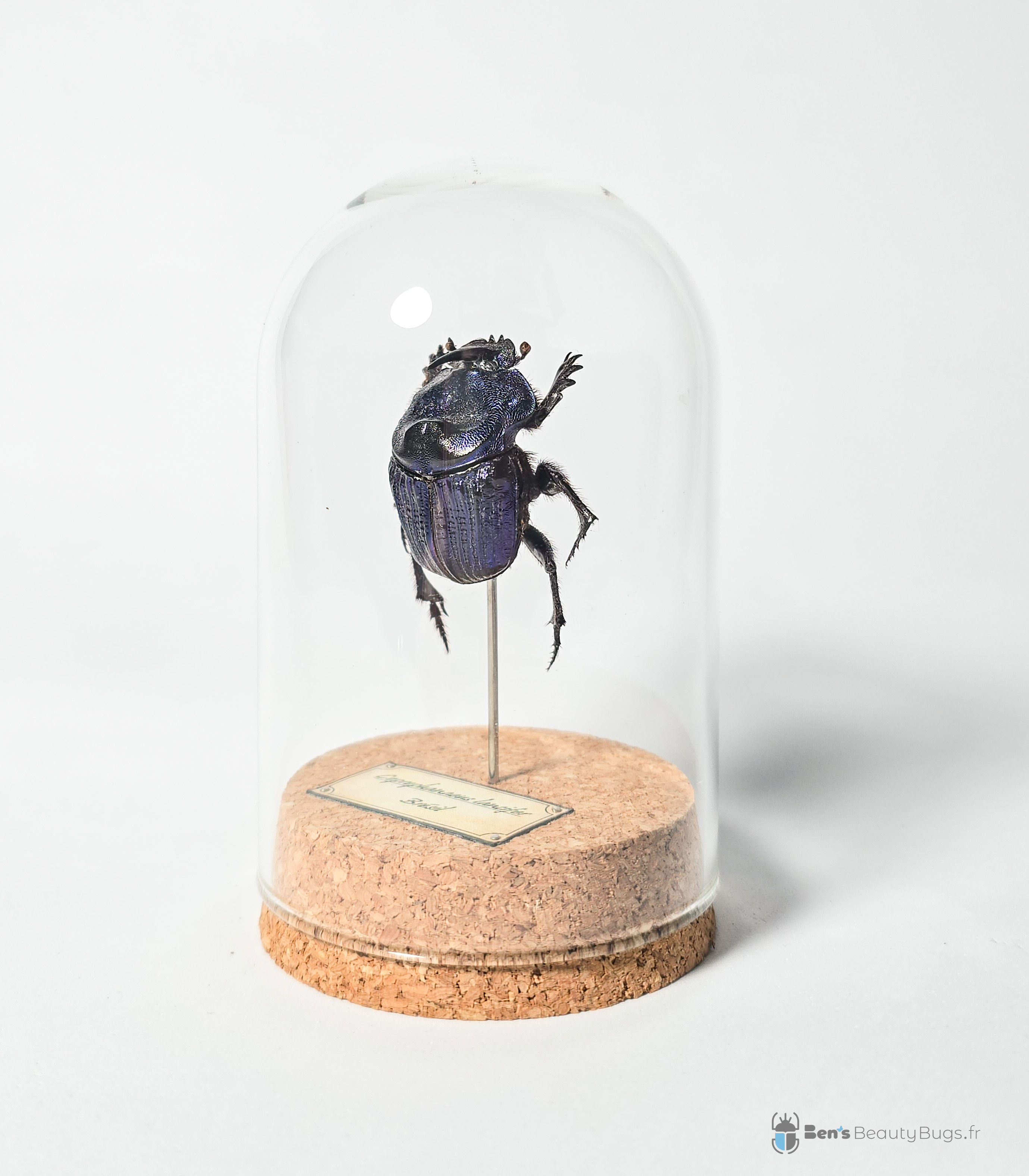 Coprophanaeus lancifer