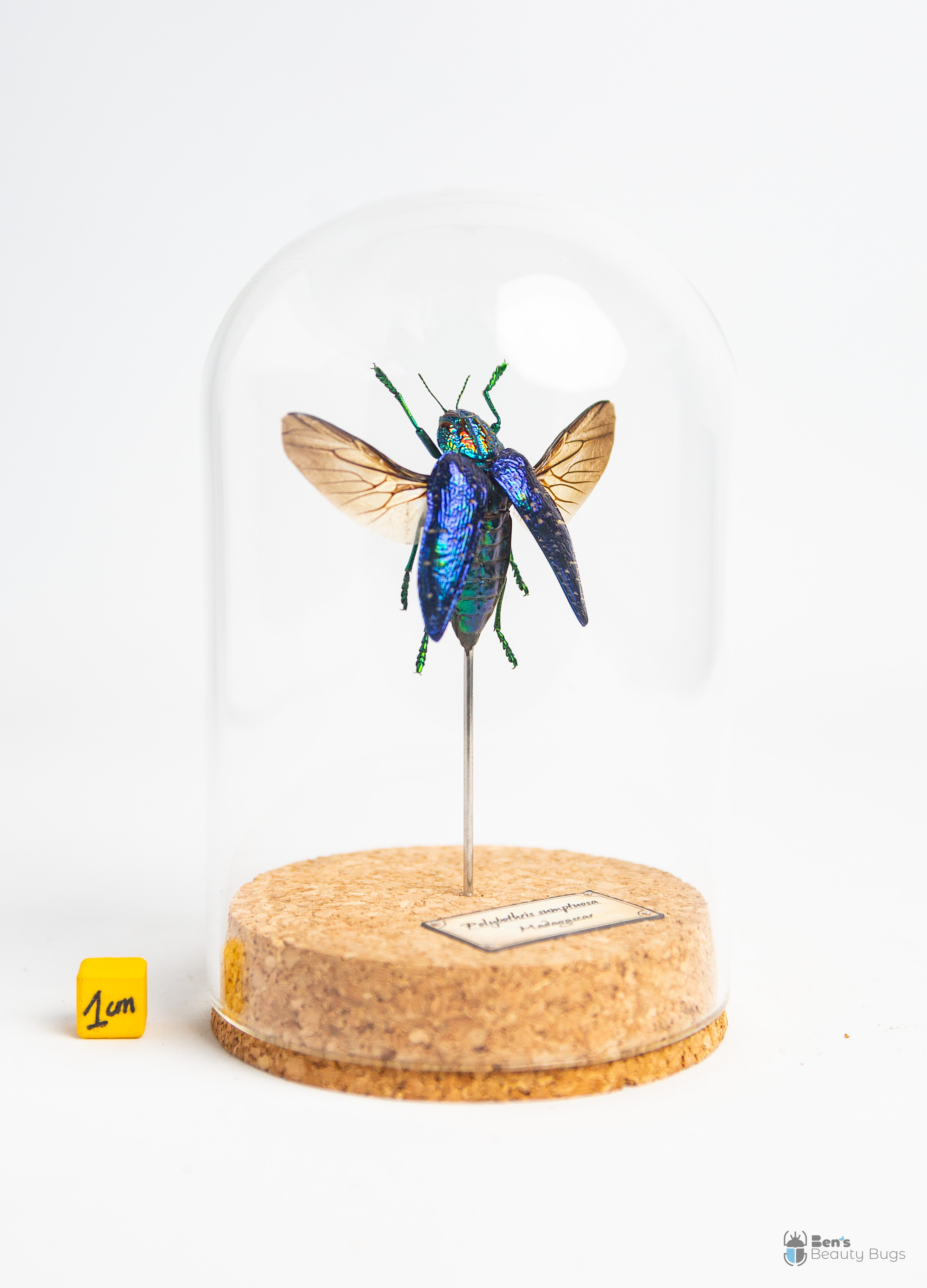 Polybothris sumptuosa gema