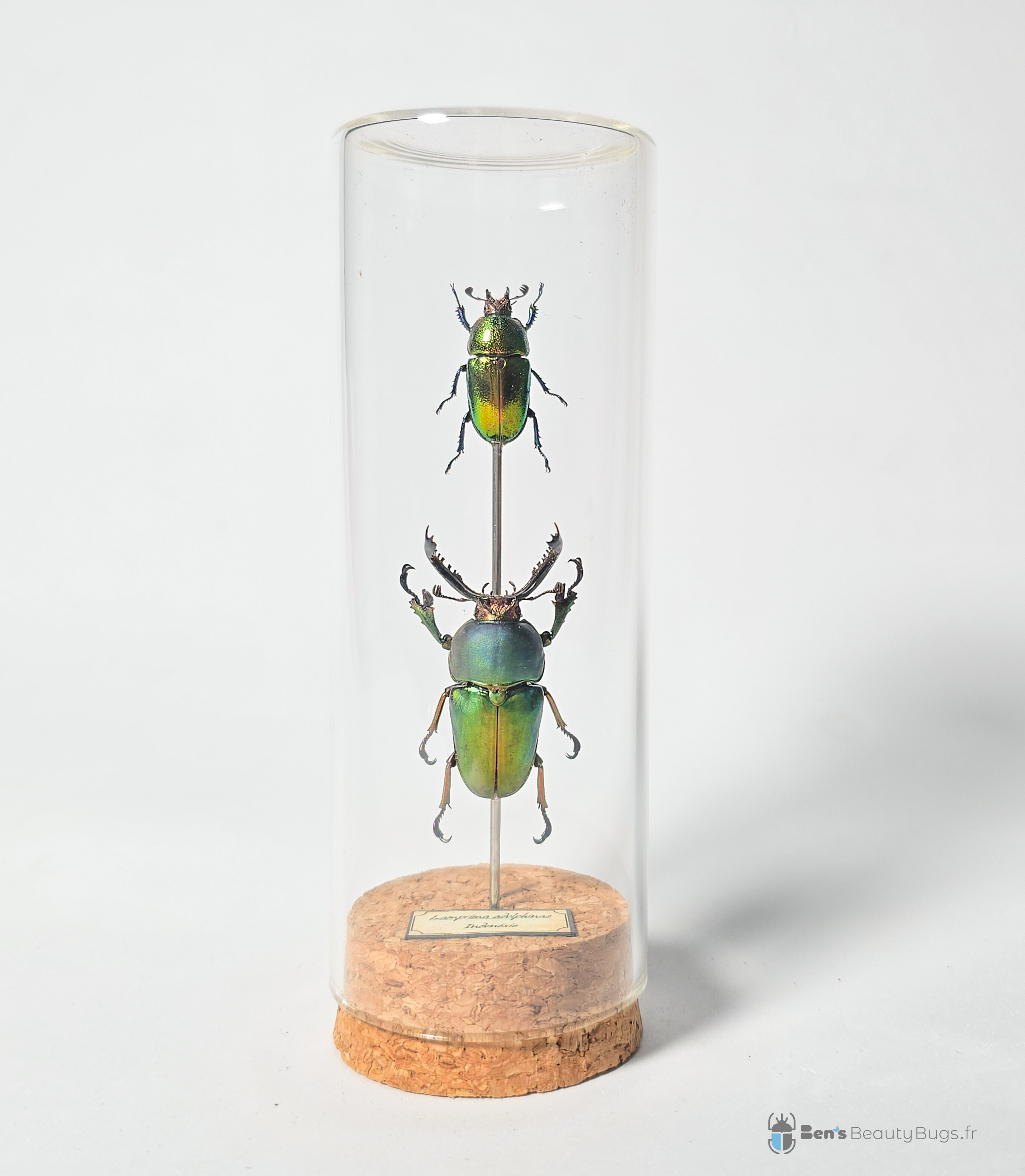 Lamprima adolphinae (couple)