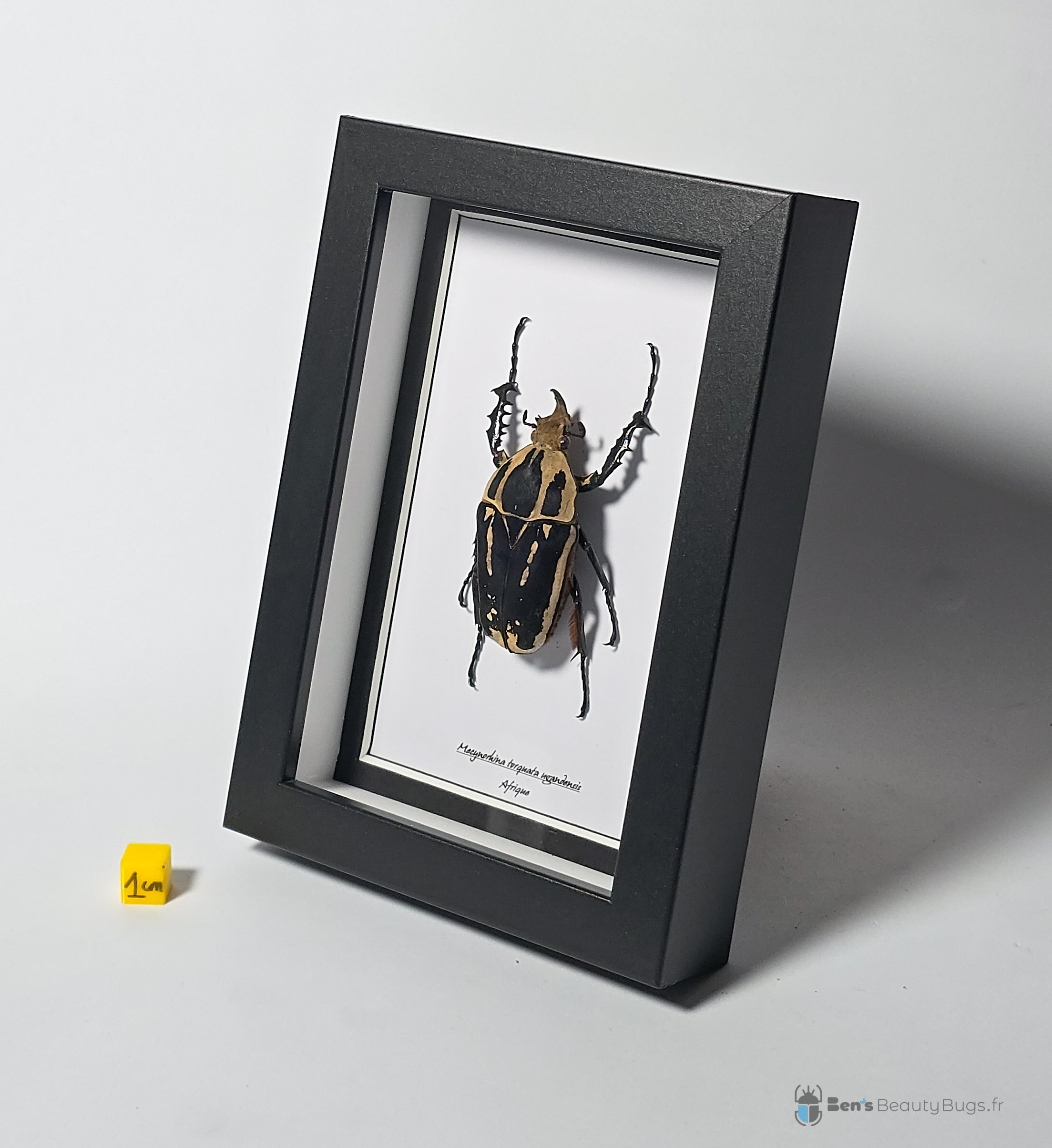 Mecynorhina torquata ugandensis