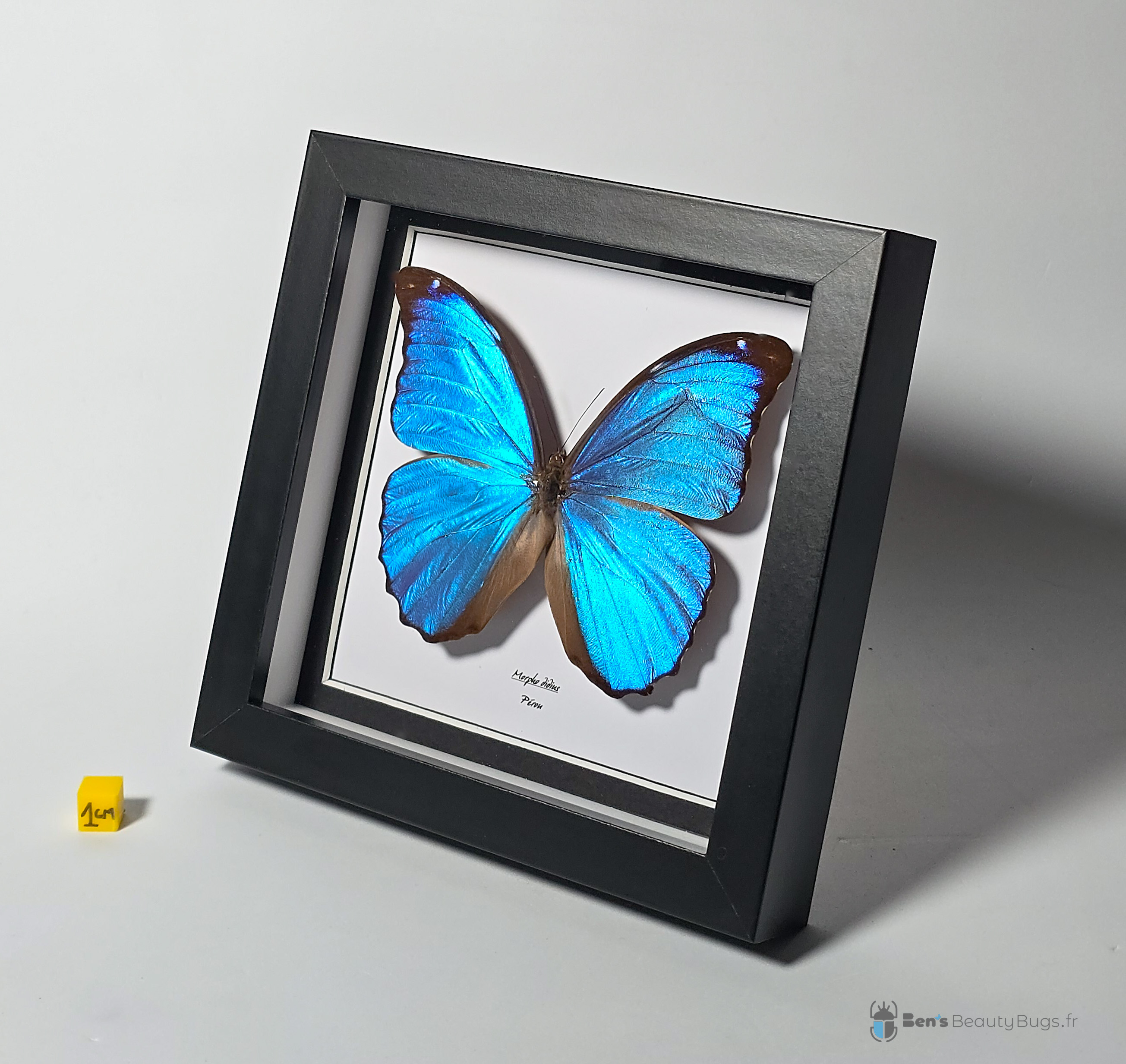 Morpho didius