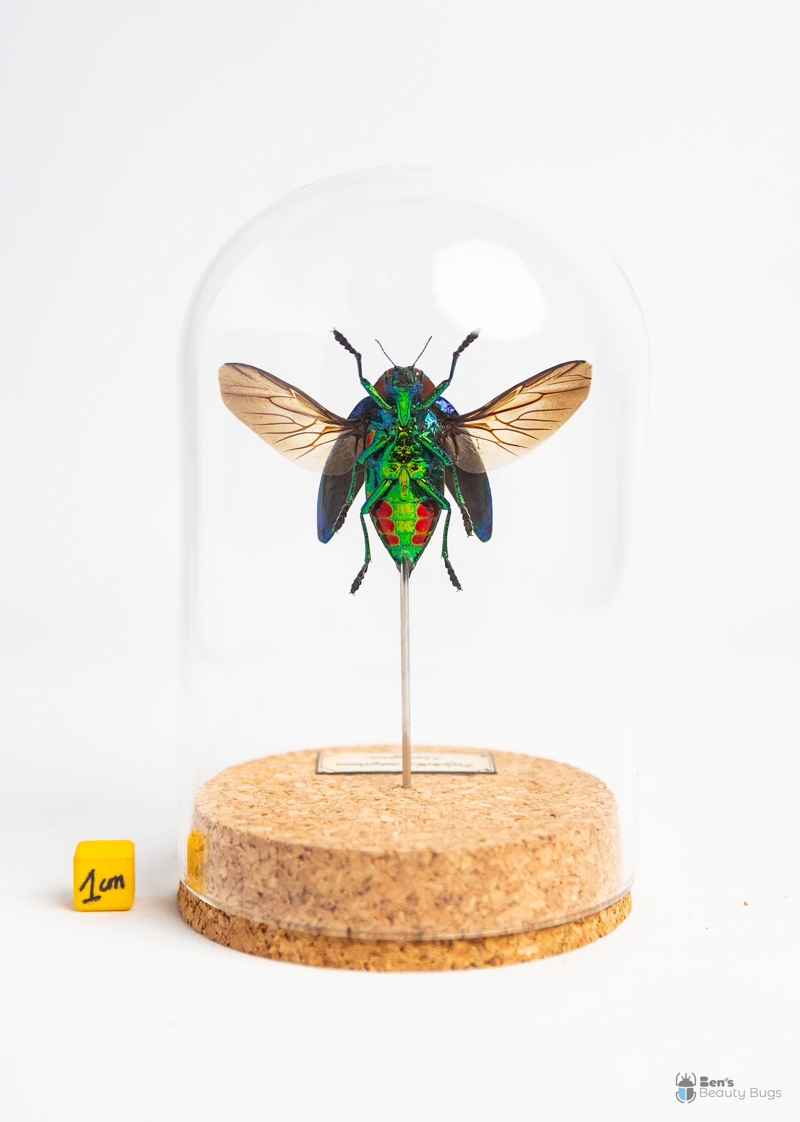 Polybothris sumptuosa gema