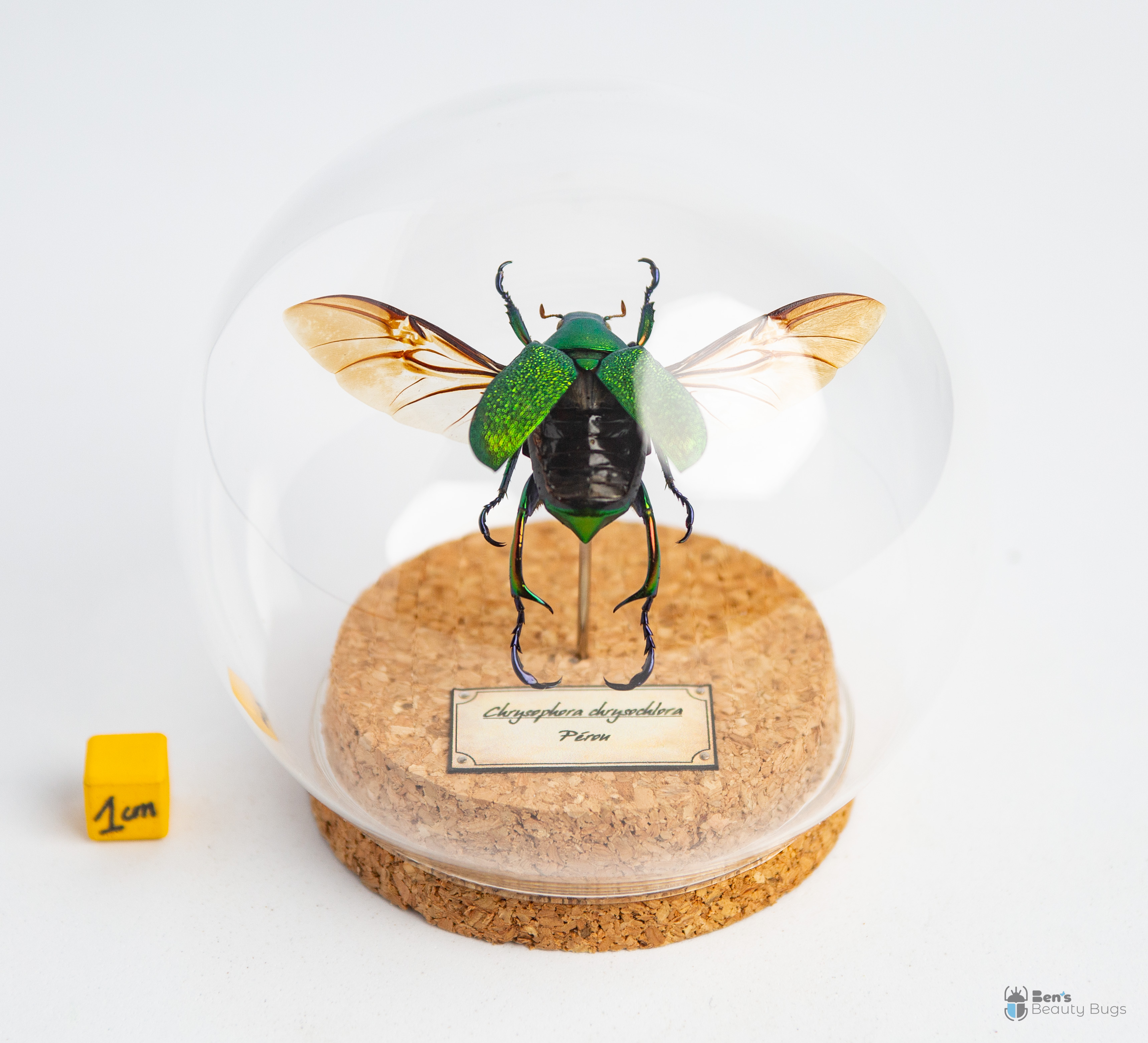 Chrysophora chrysochlora