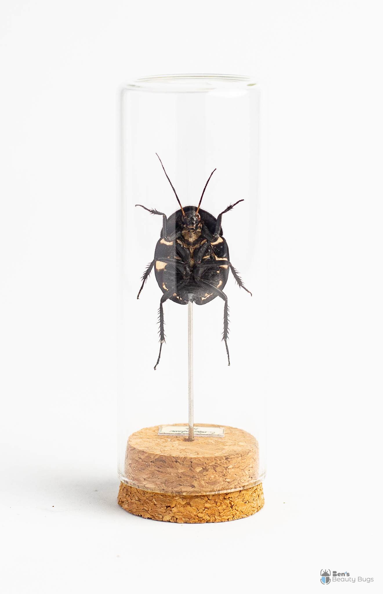 Therea olegrandjeani