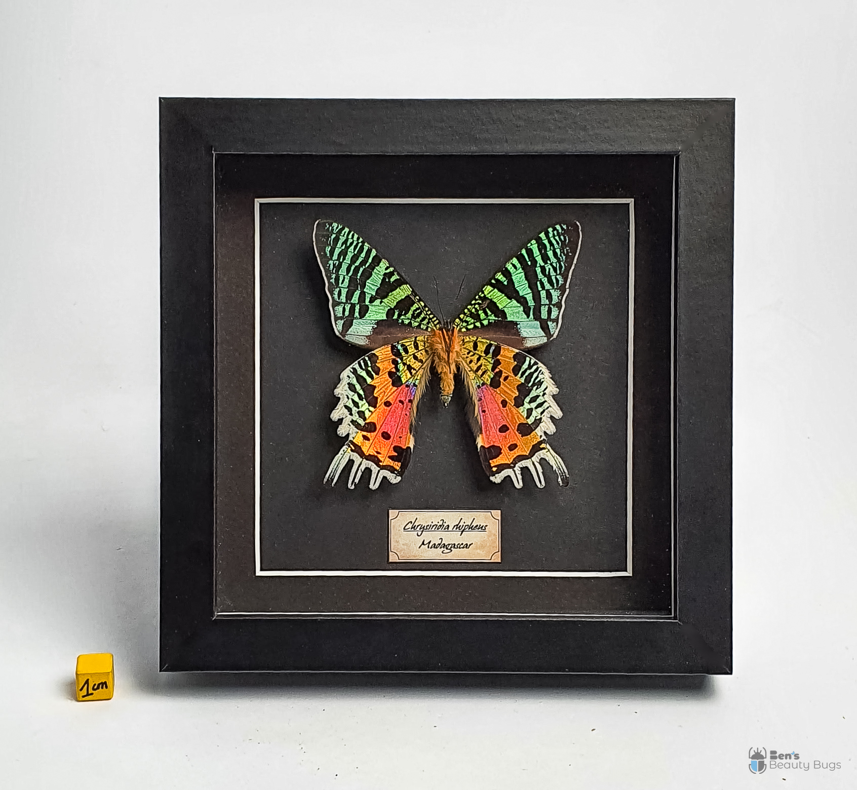 Chrysiridia rhipheus