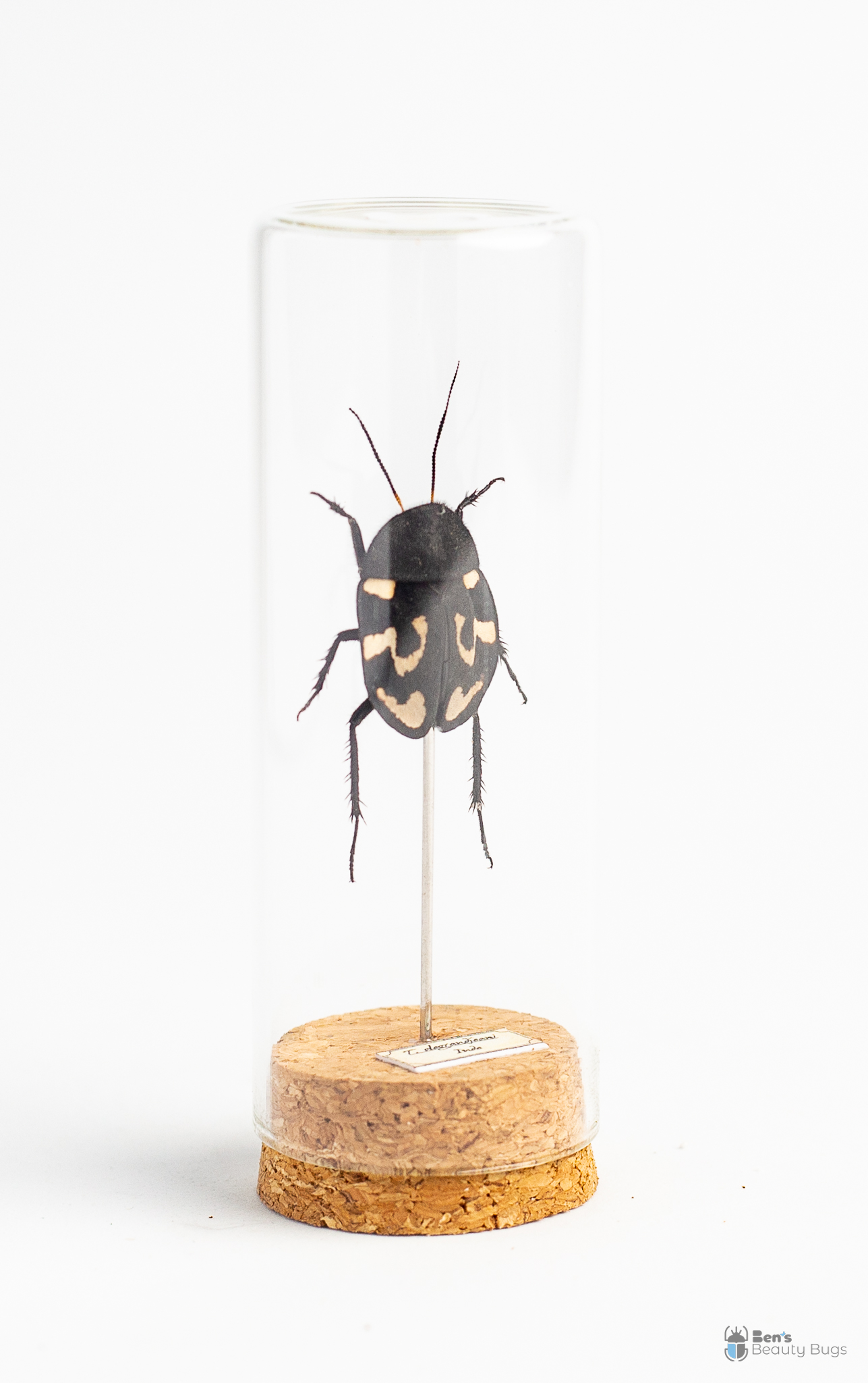 Therea olegrandjeani