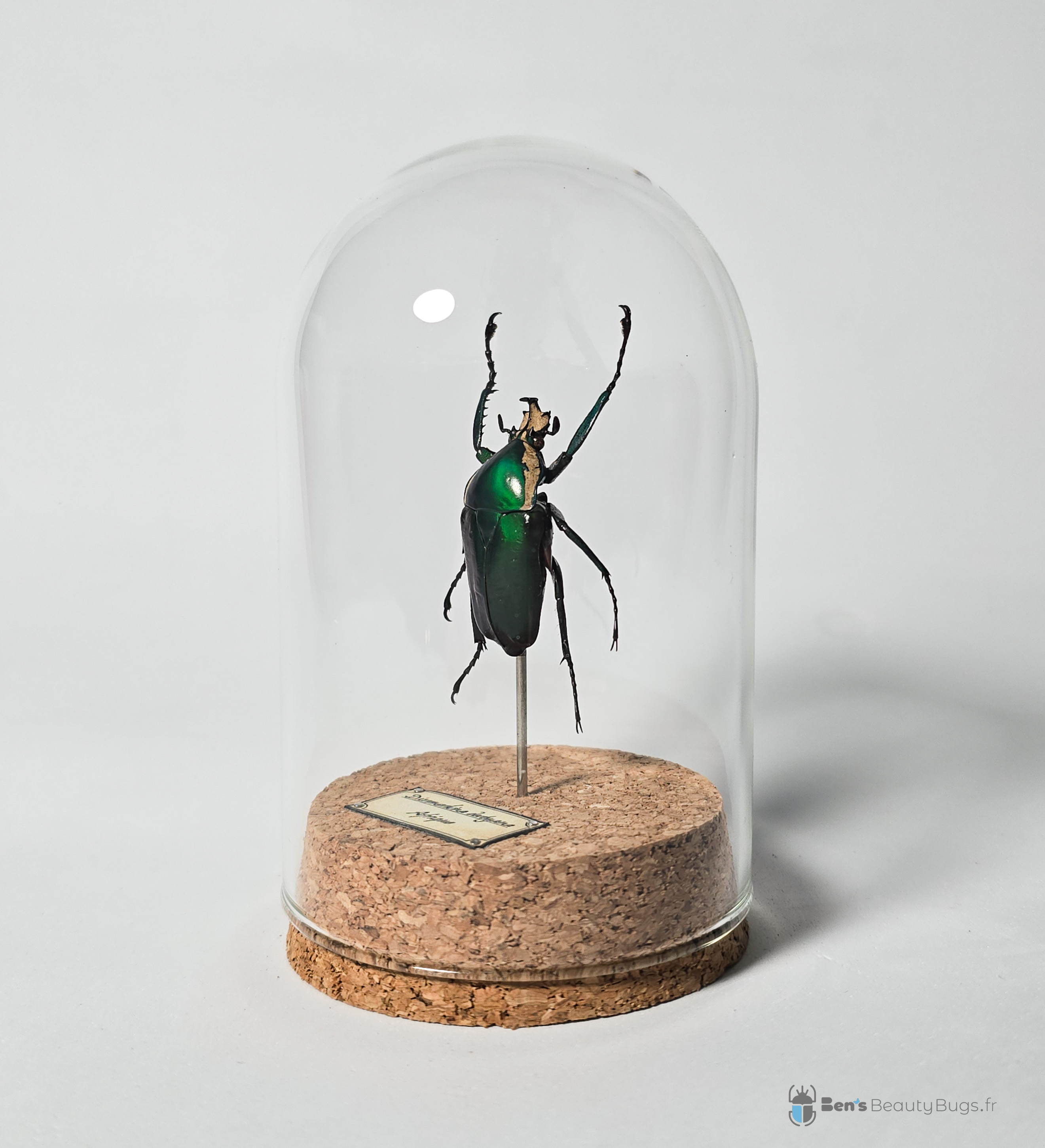 Dicronorhina derbyana oberthueri 