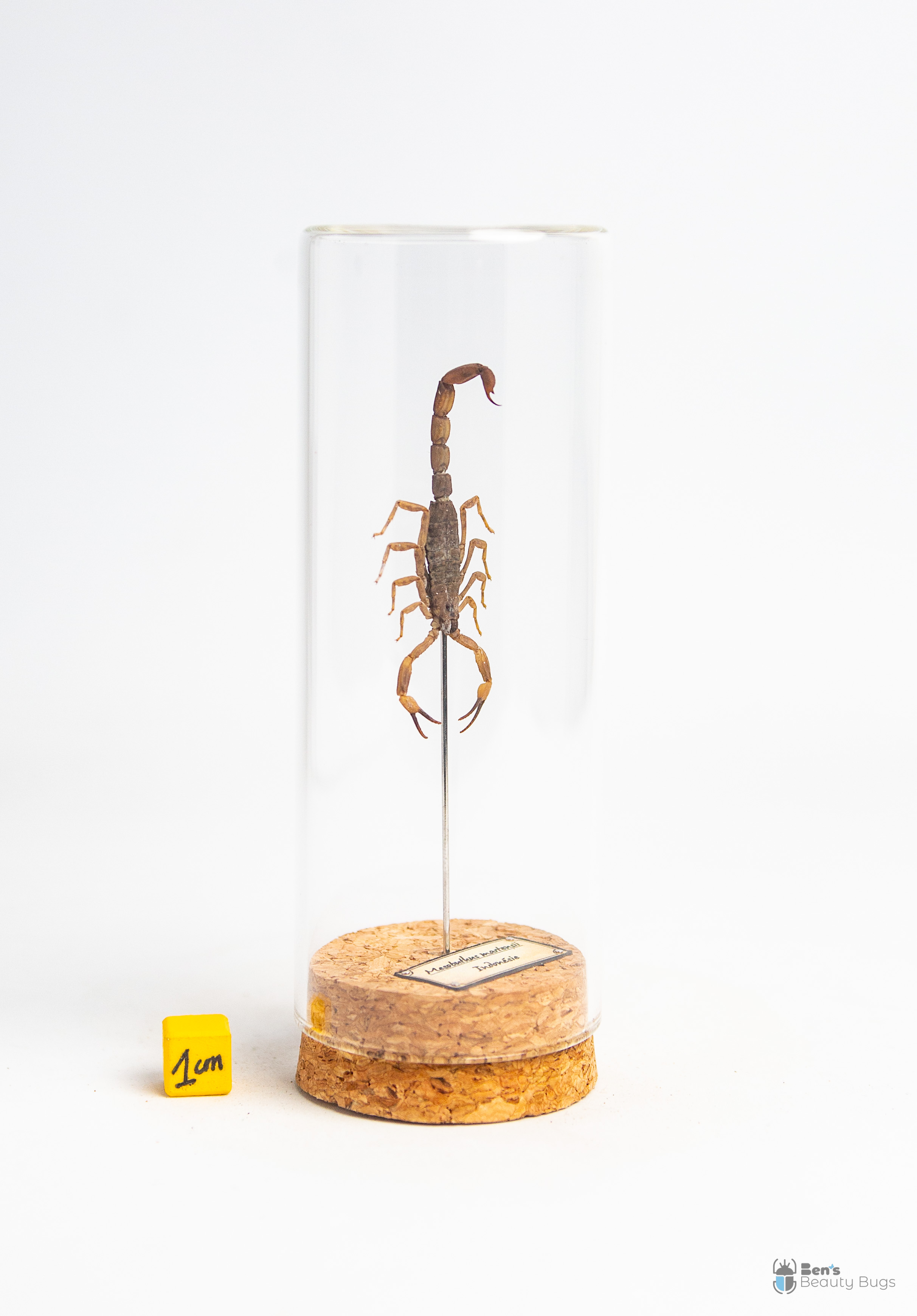 Mesobuthus martensii