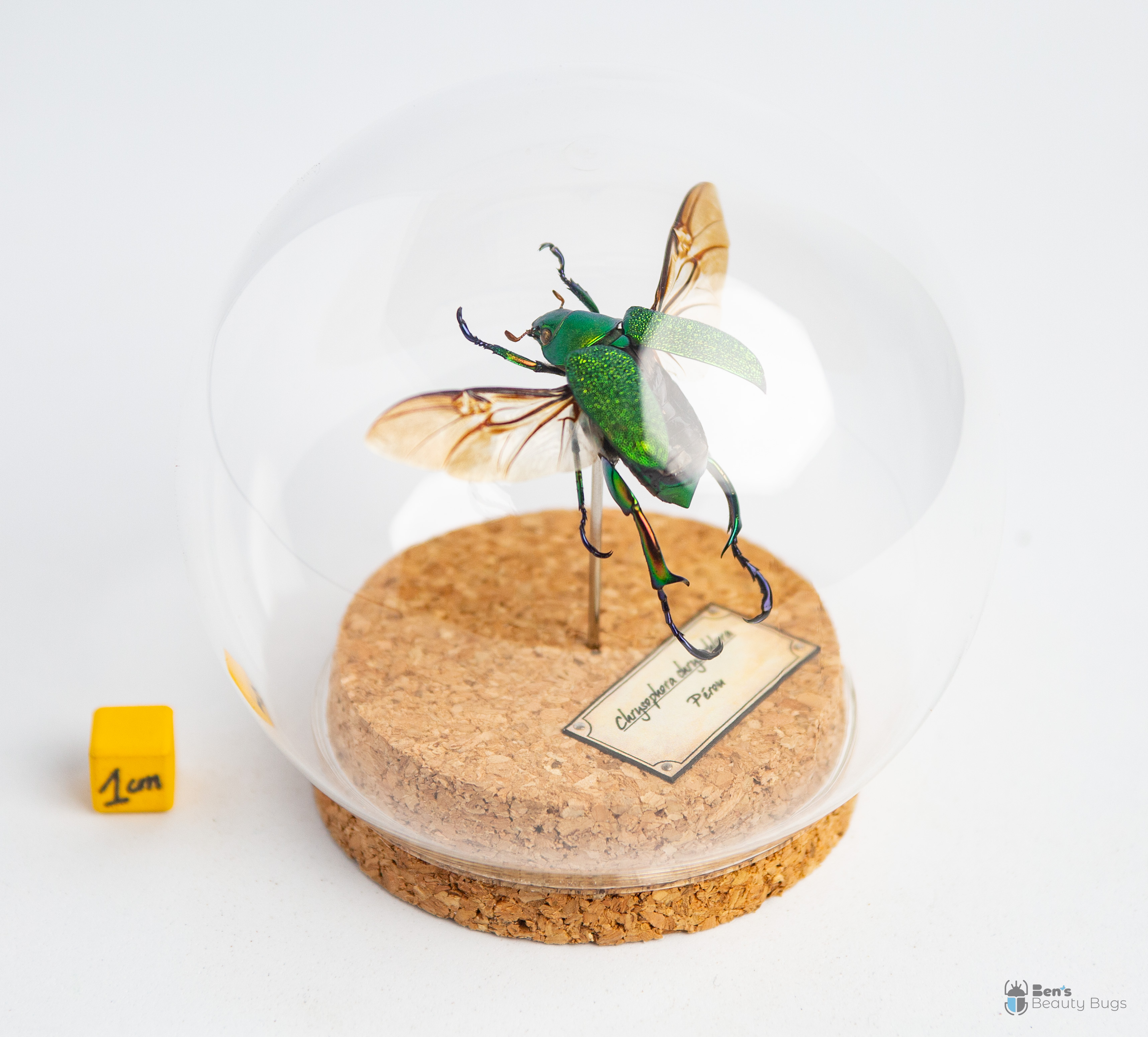 Chrysophora chrysochlora