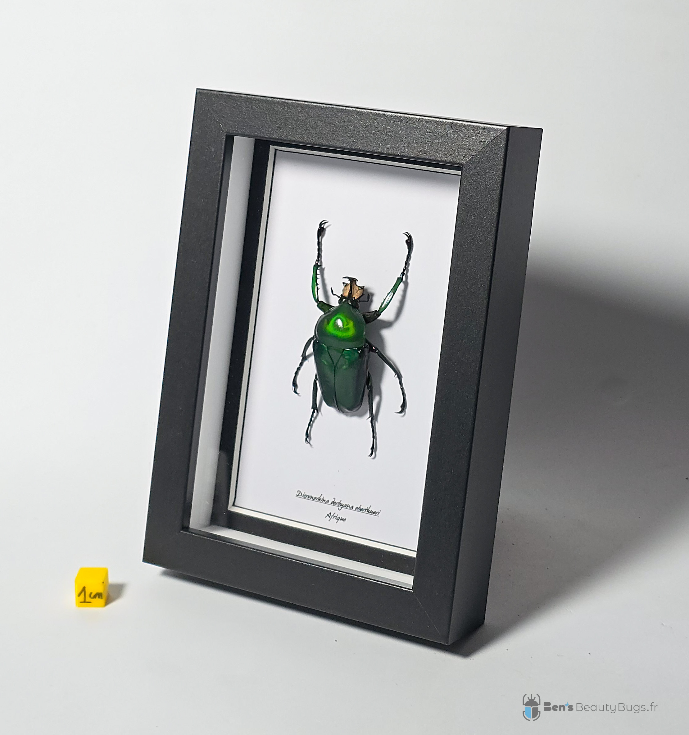 Dicronorhina derbyana oberthueri