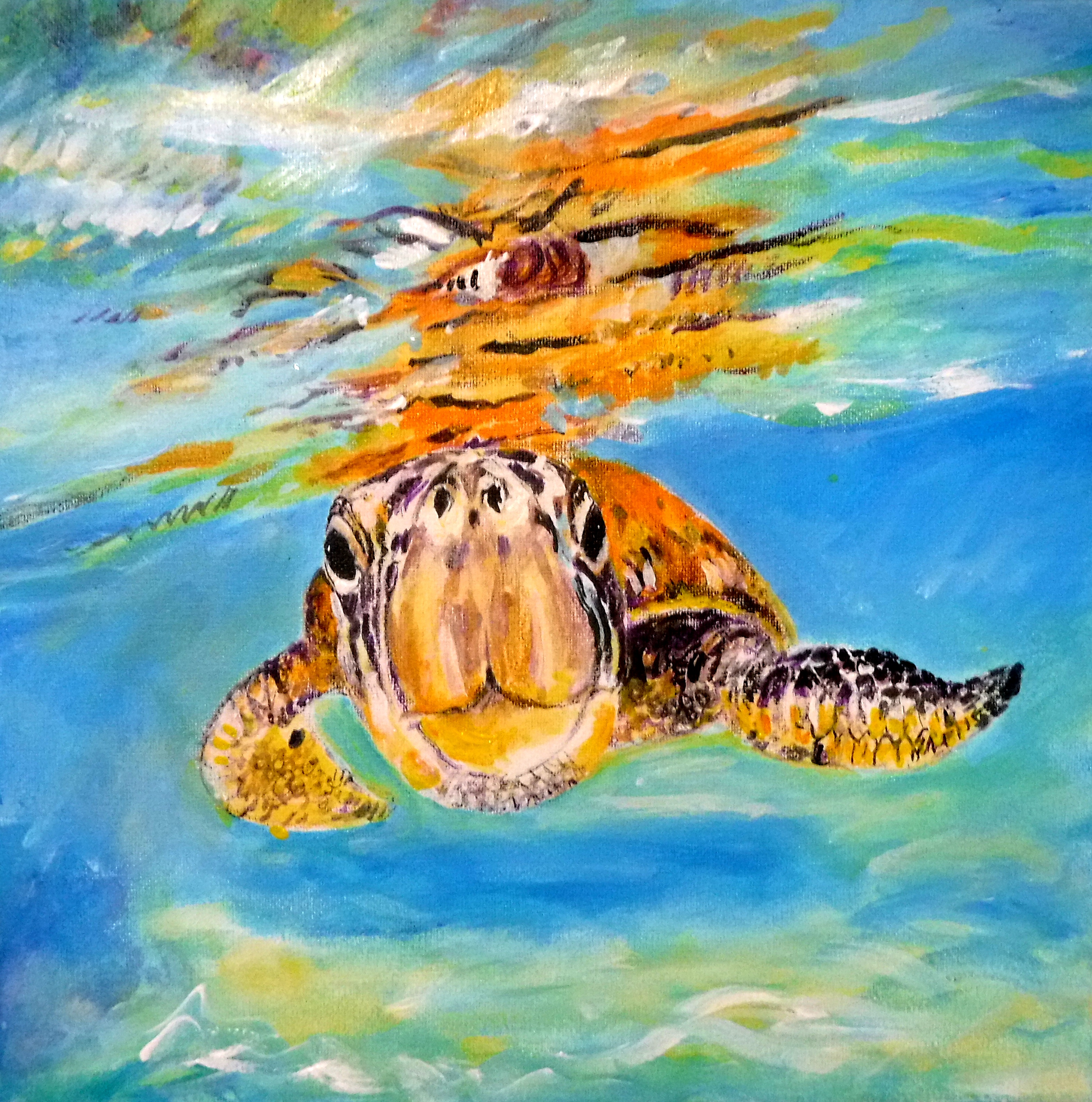 baby turtle