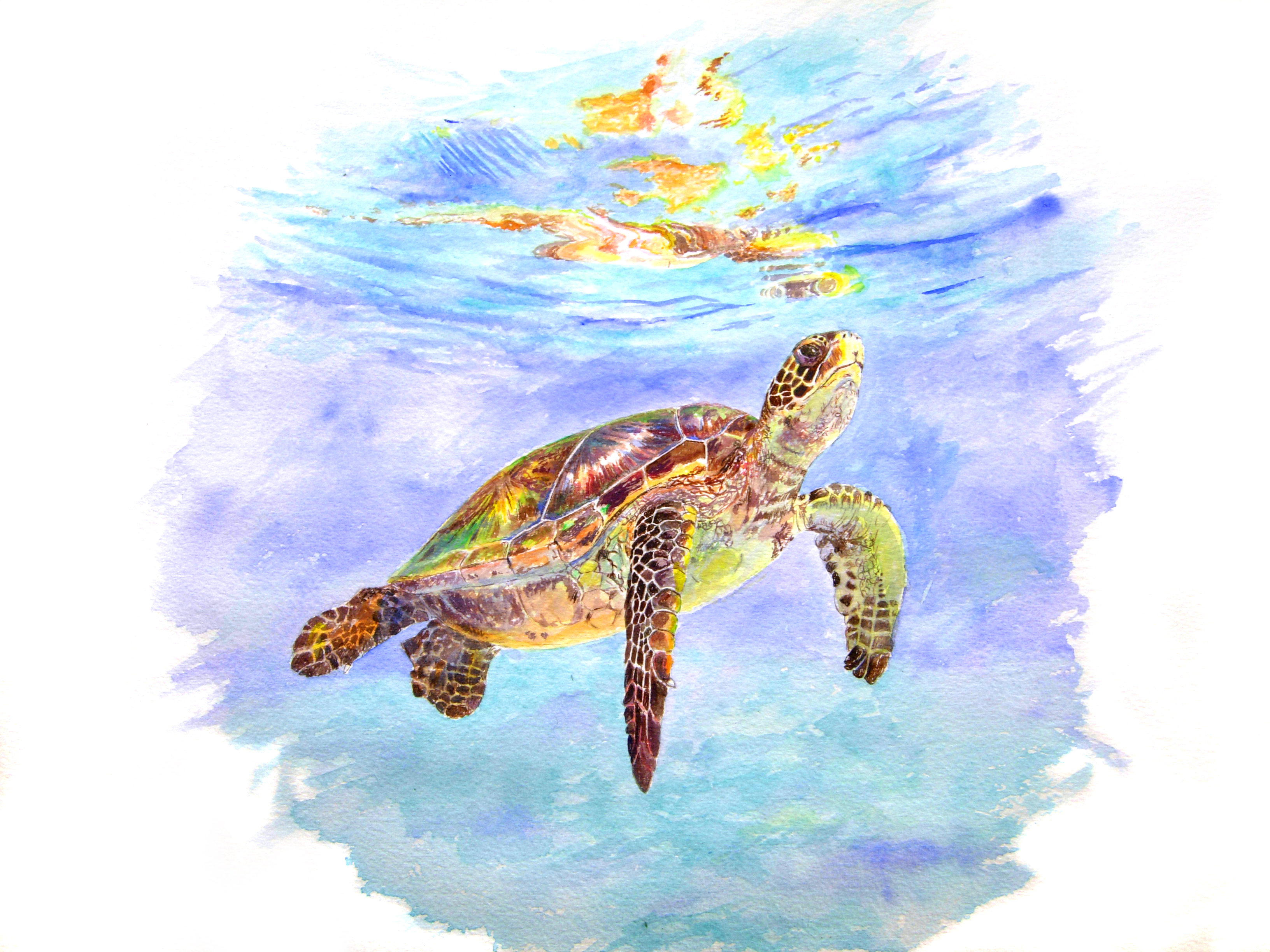 turtle reflection in watercolor