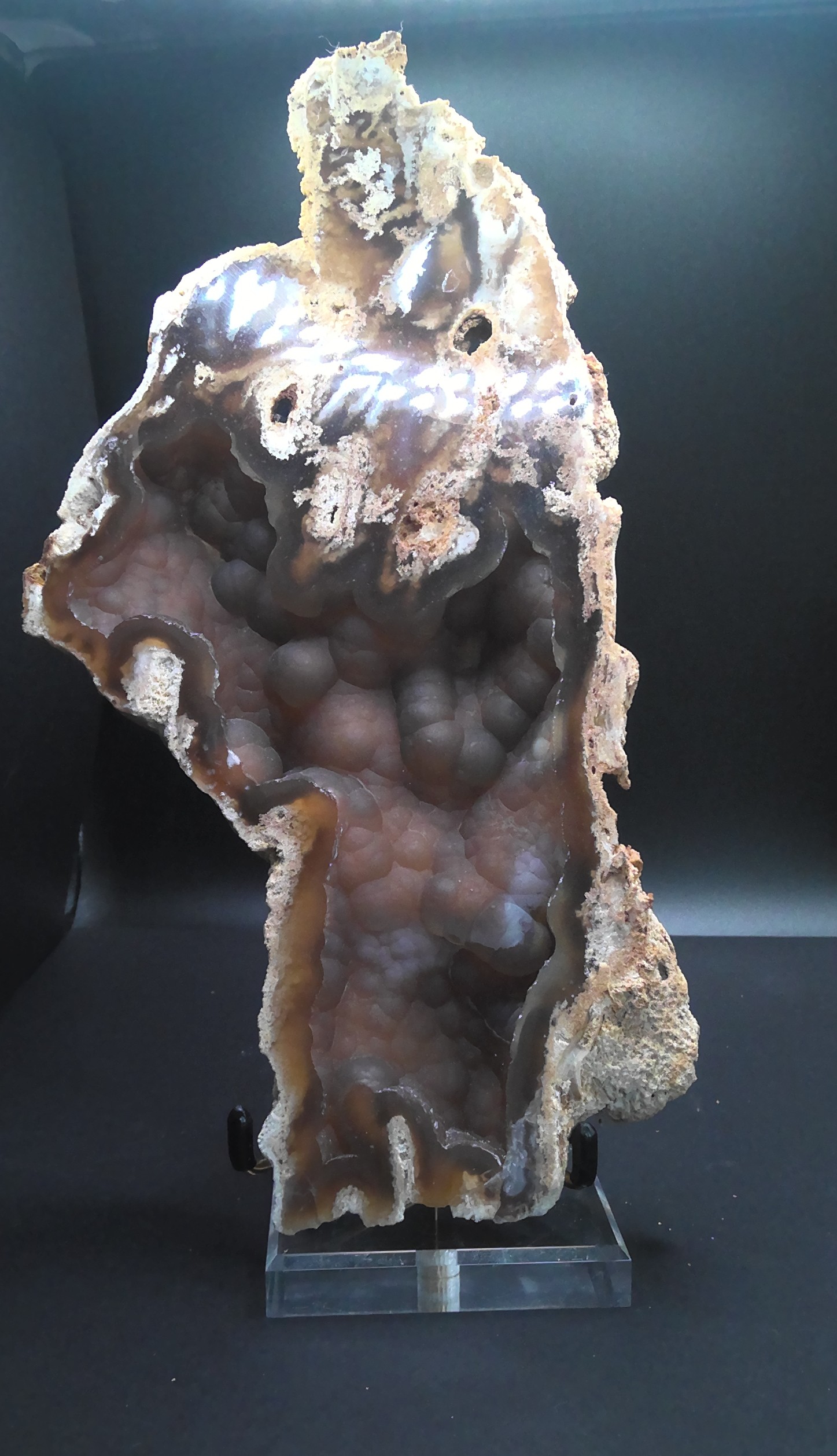 Large Agatized Coral Fossil - Florida, USA