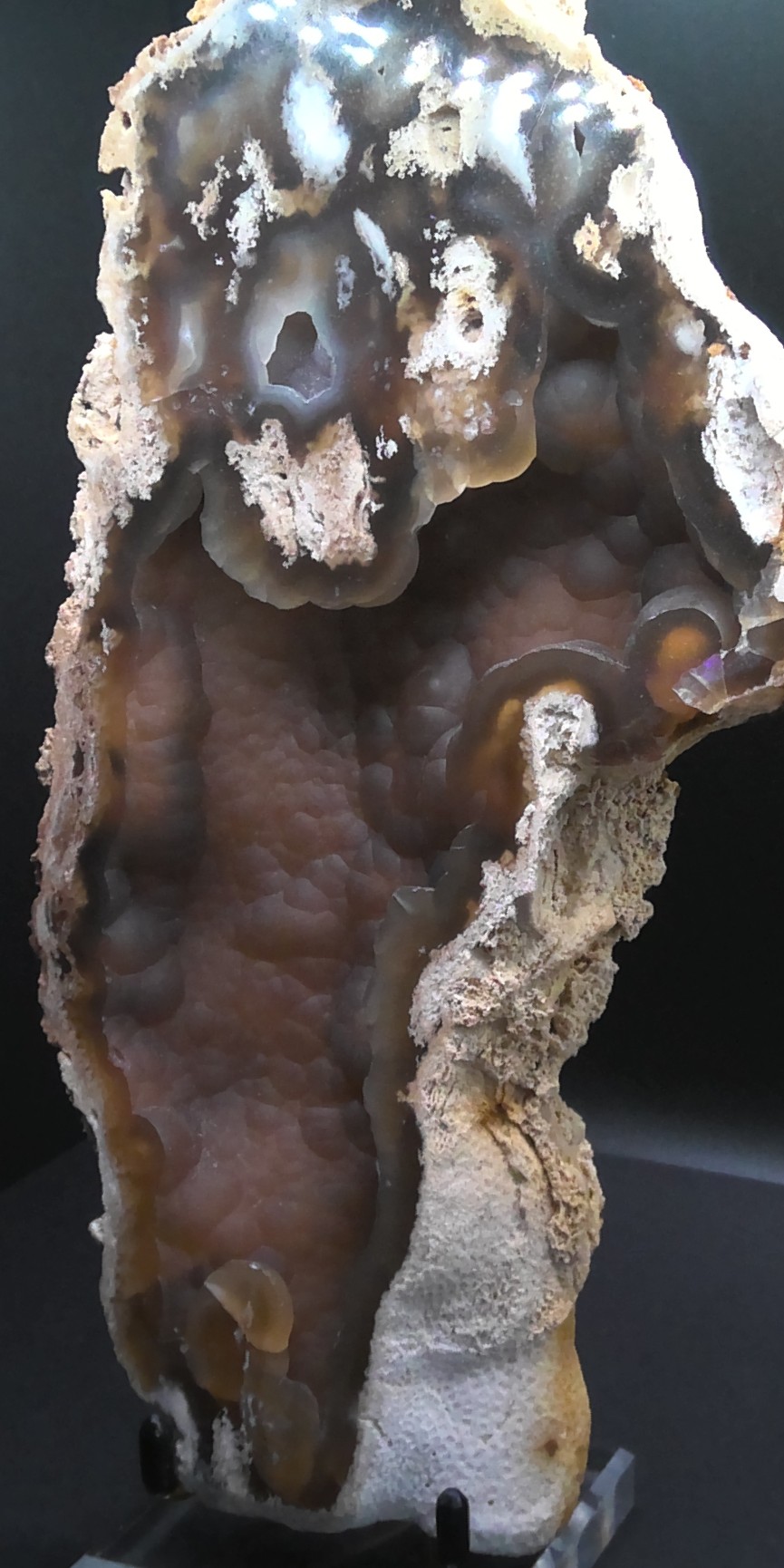 Large Agatized Coral Fossil - Florida, USA