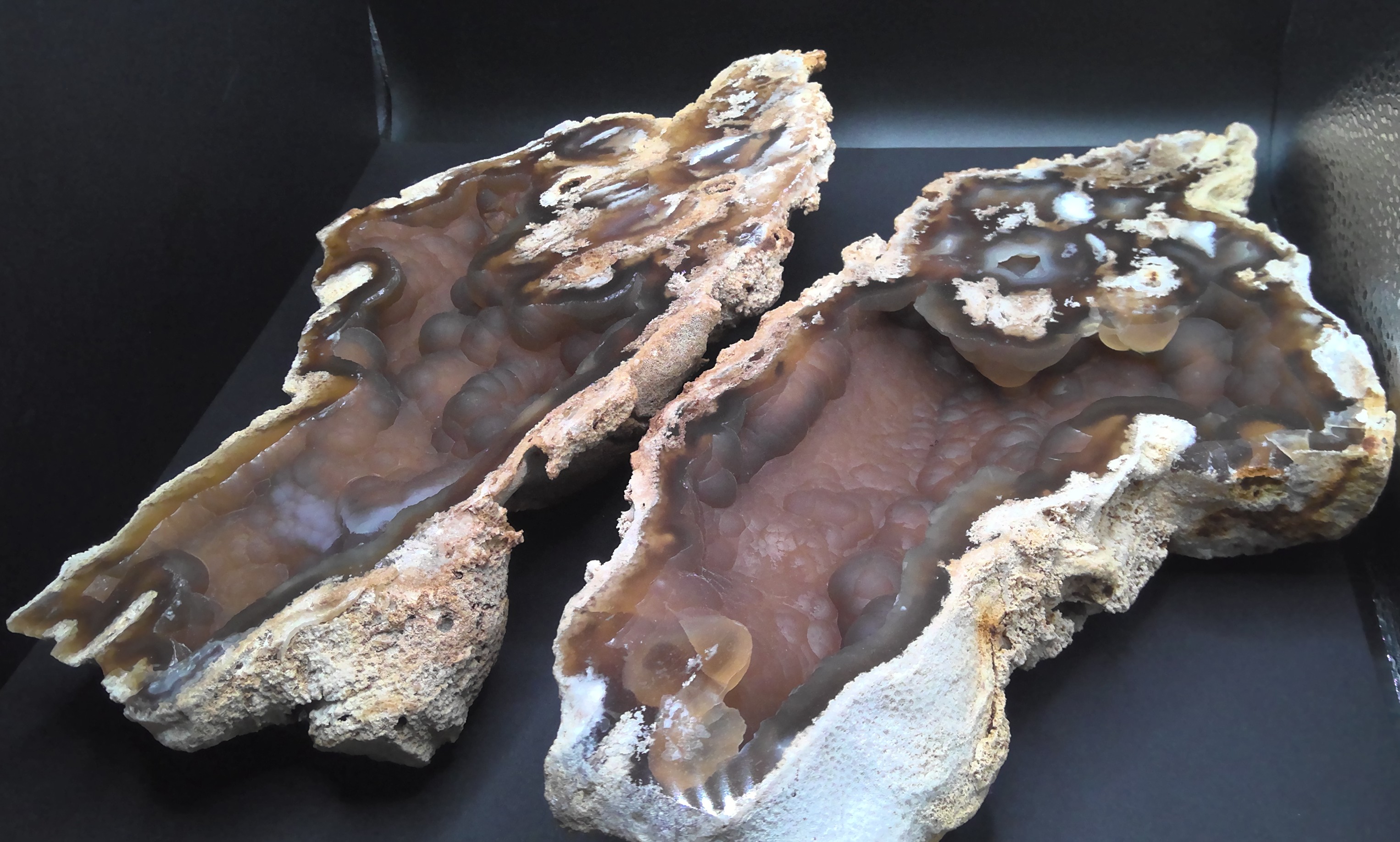 Large Agatized Coral Fossil - Florida, USA