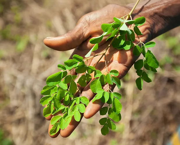 Moringa