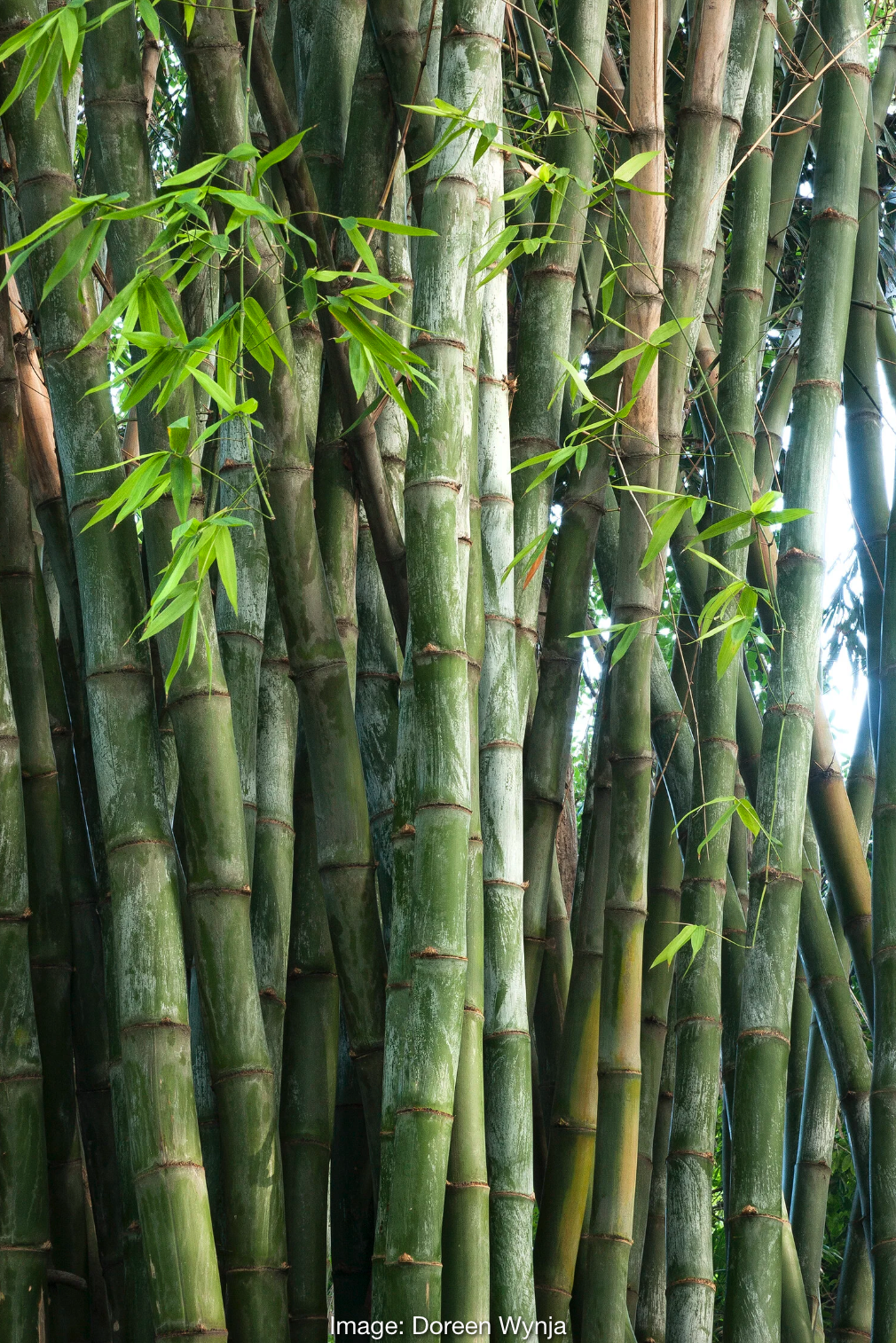 Giant Timber (Old Hamii)