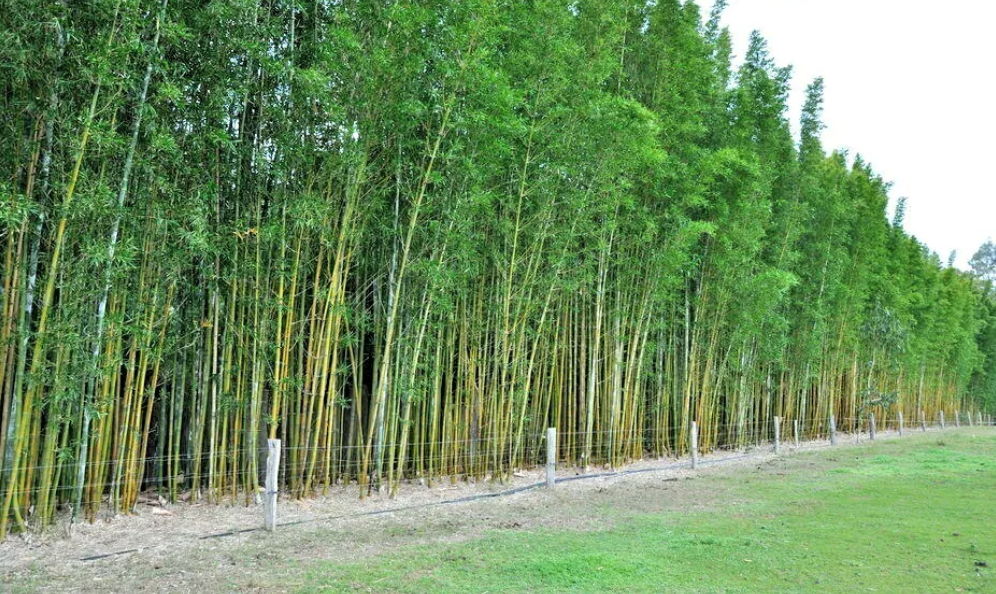 Giant Timber (Old Hamii)