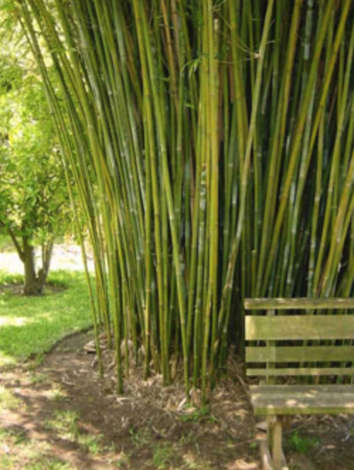 Weaver's Bamboo