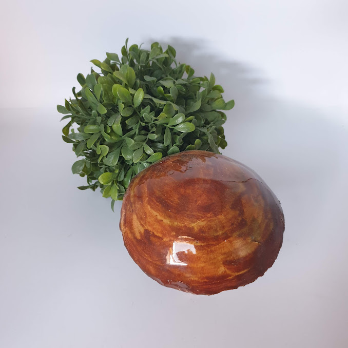 Champignon de jardin le BOLET