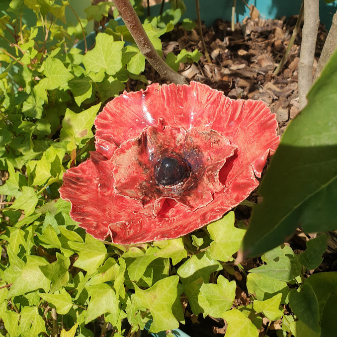 Fleur de jardin COQUELICOT