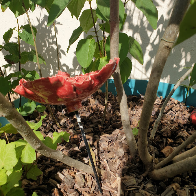 Fleur de jardin COQUELICOT