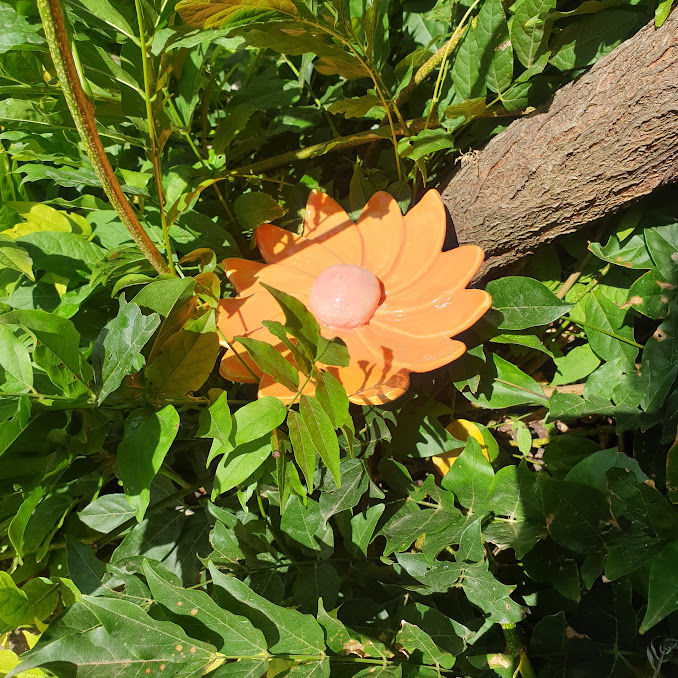 Fleur de jardin 