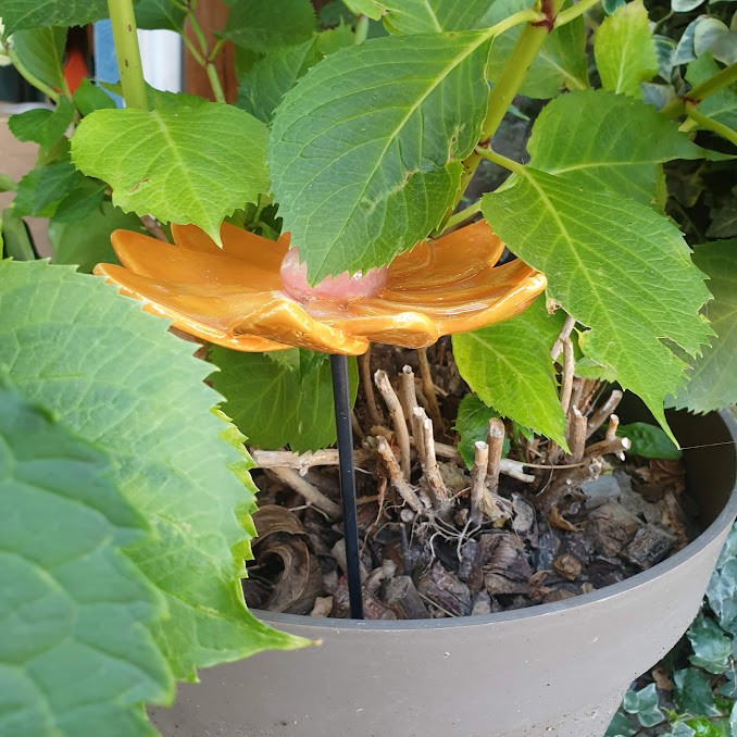 Fleur de jardin 