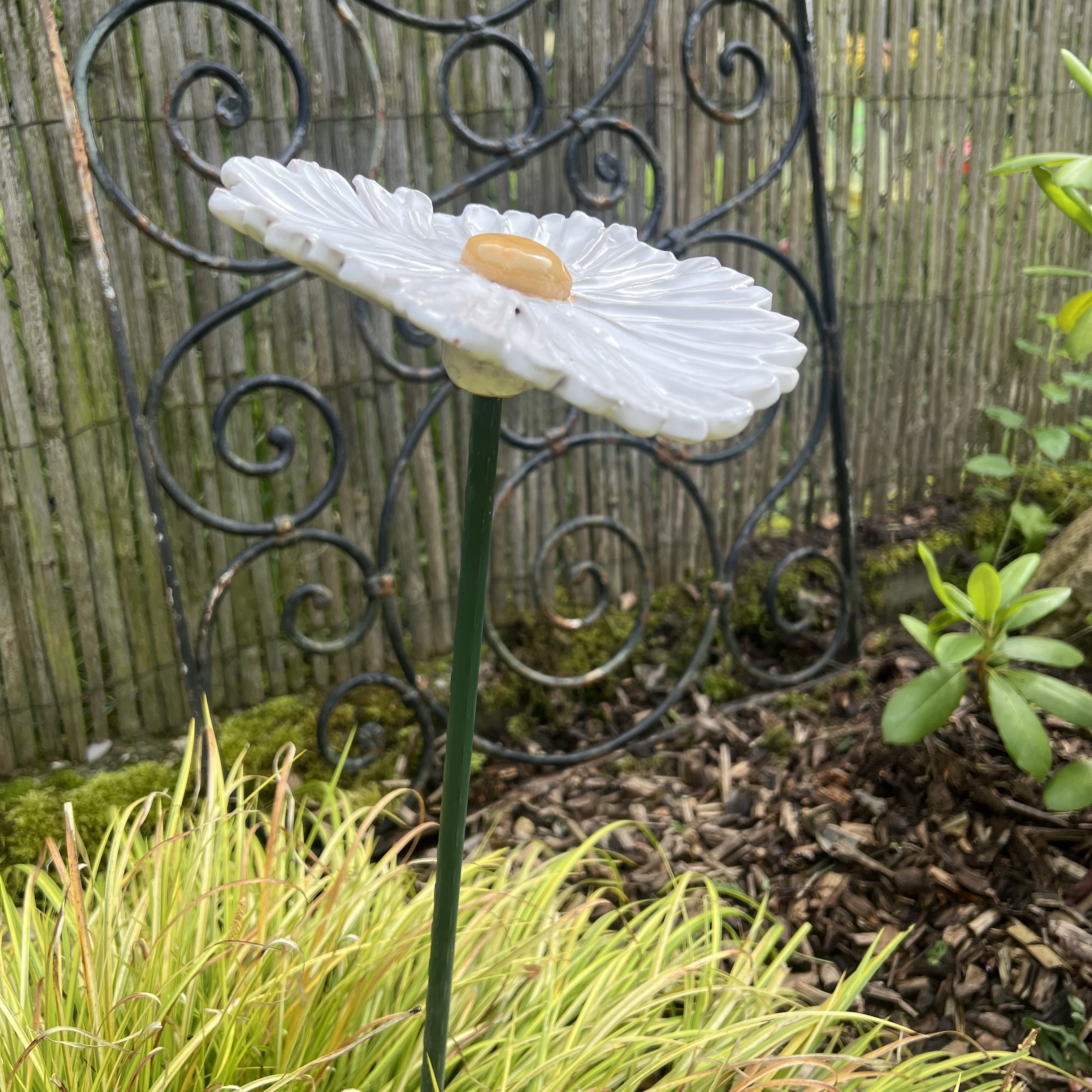 Fleur de jardin MARGUERITE