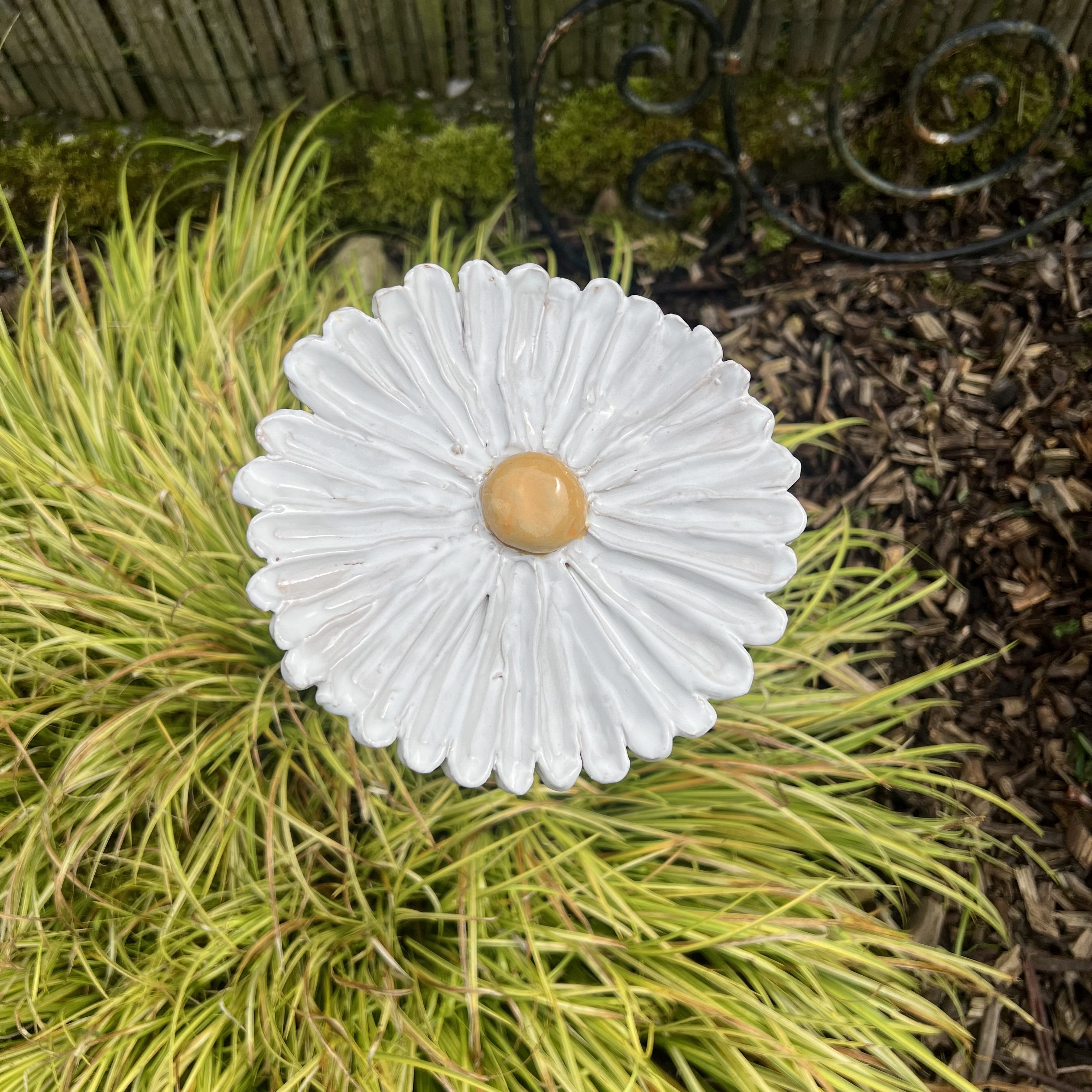 Fleur de jardin MARGUERITE