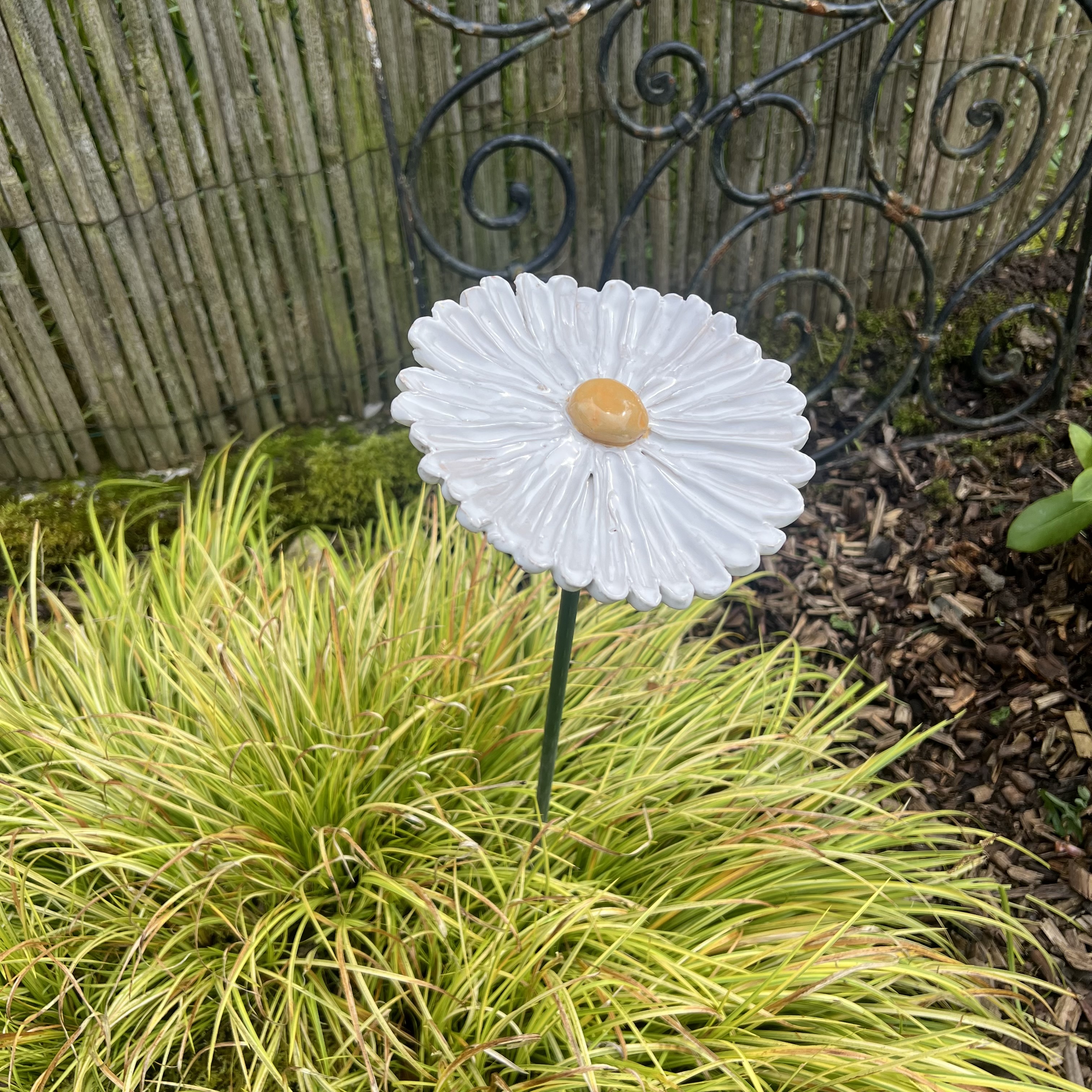 Fleur de jardin MARGUERITE