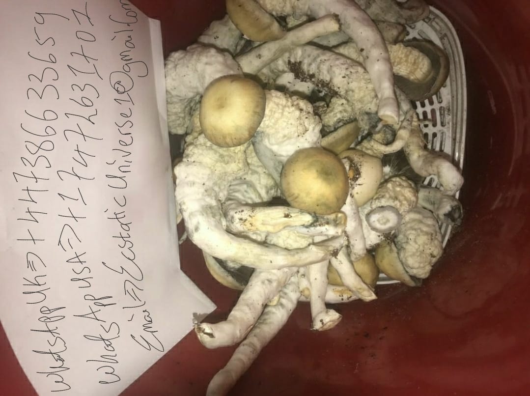 Psilocybin (Magic Mushrooms)